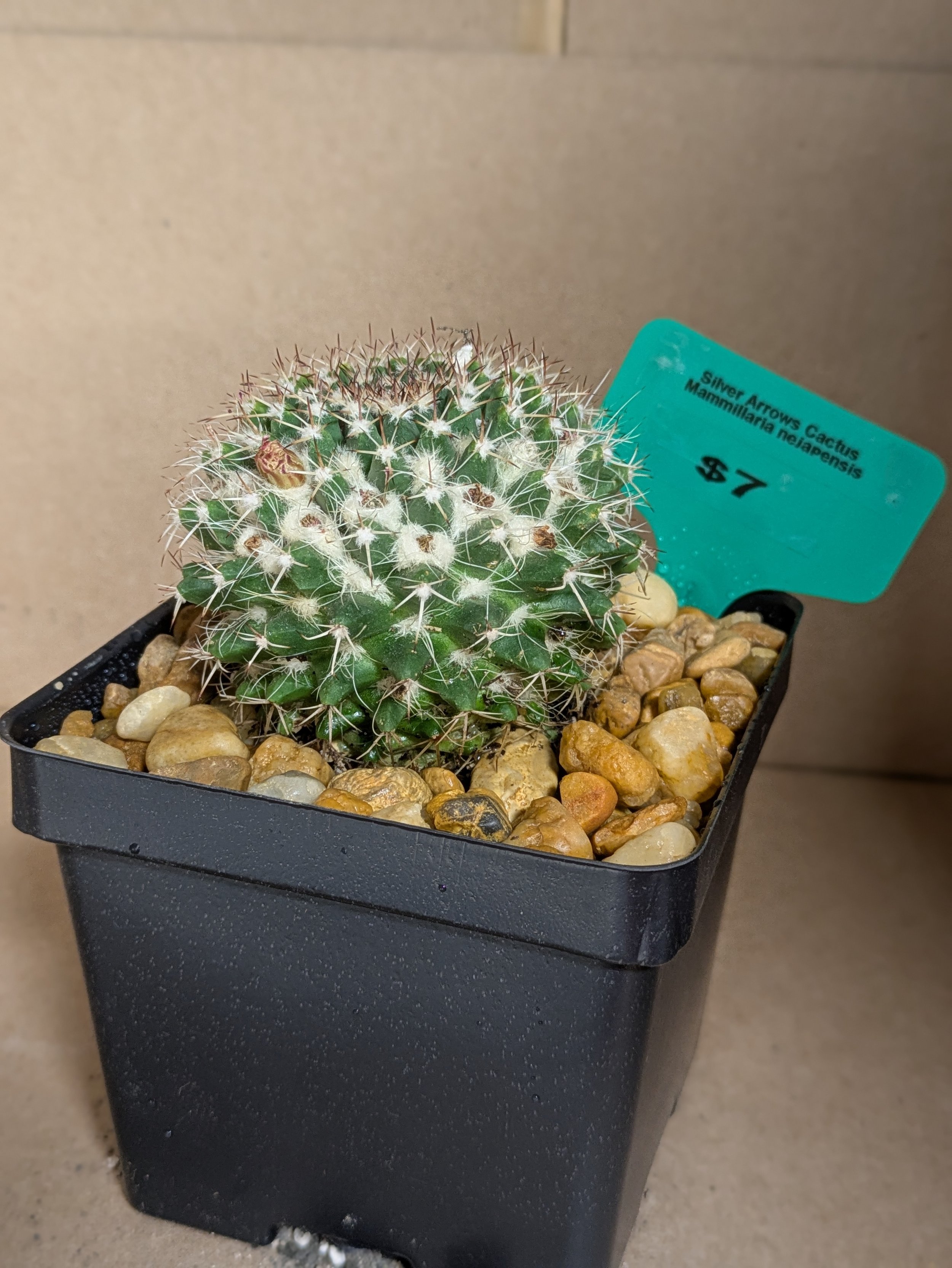 Silver Arrow Cactus.jpg