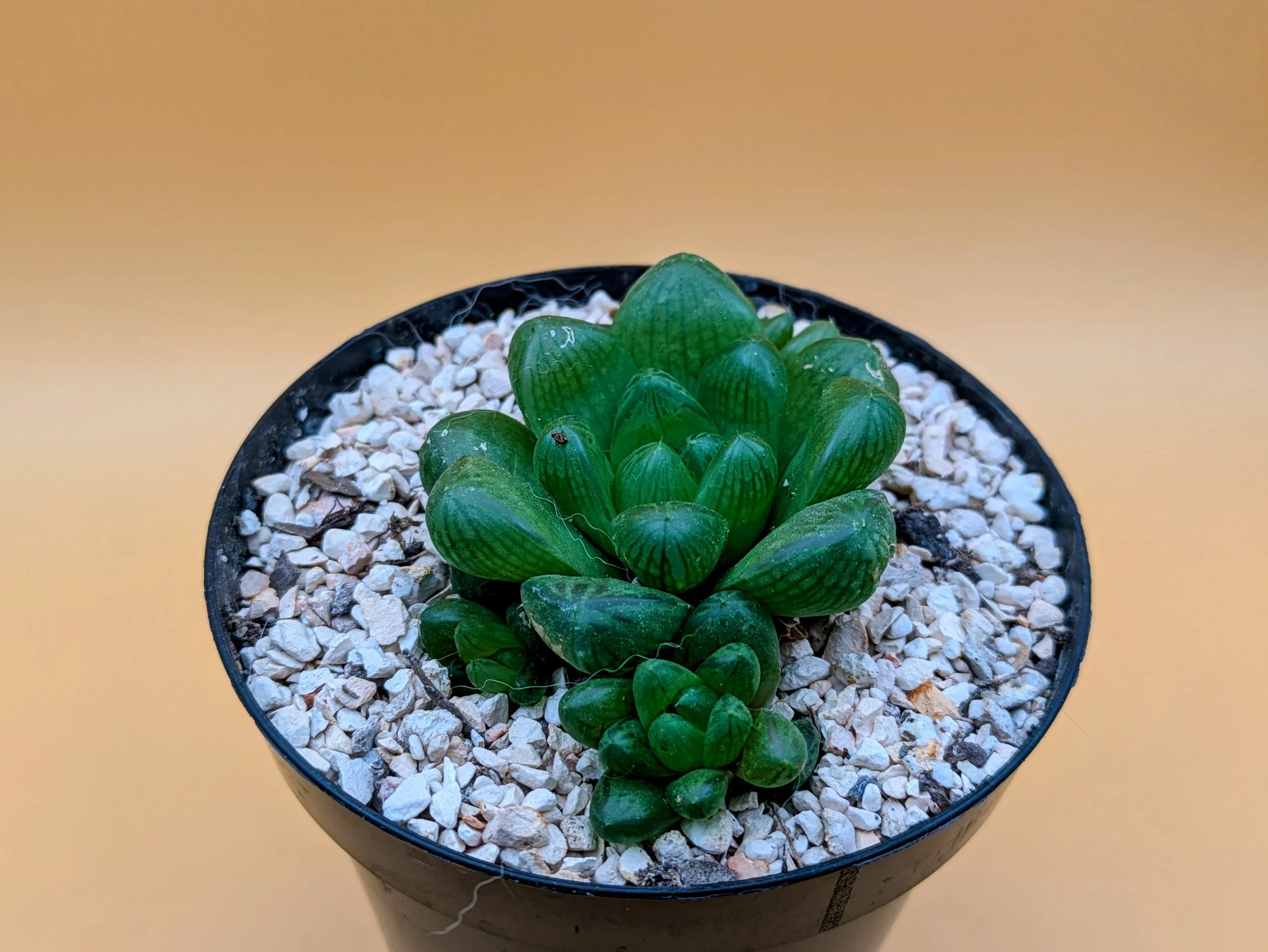 Cushion Aloe.jpg