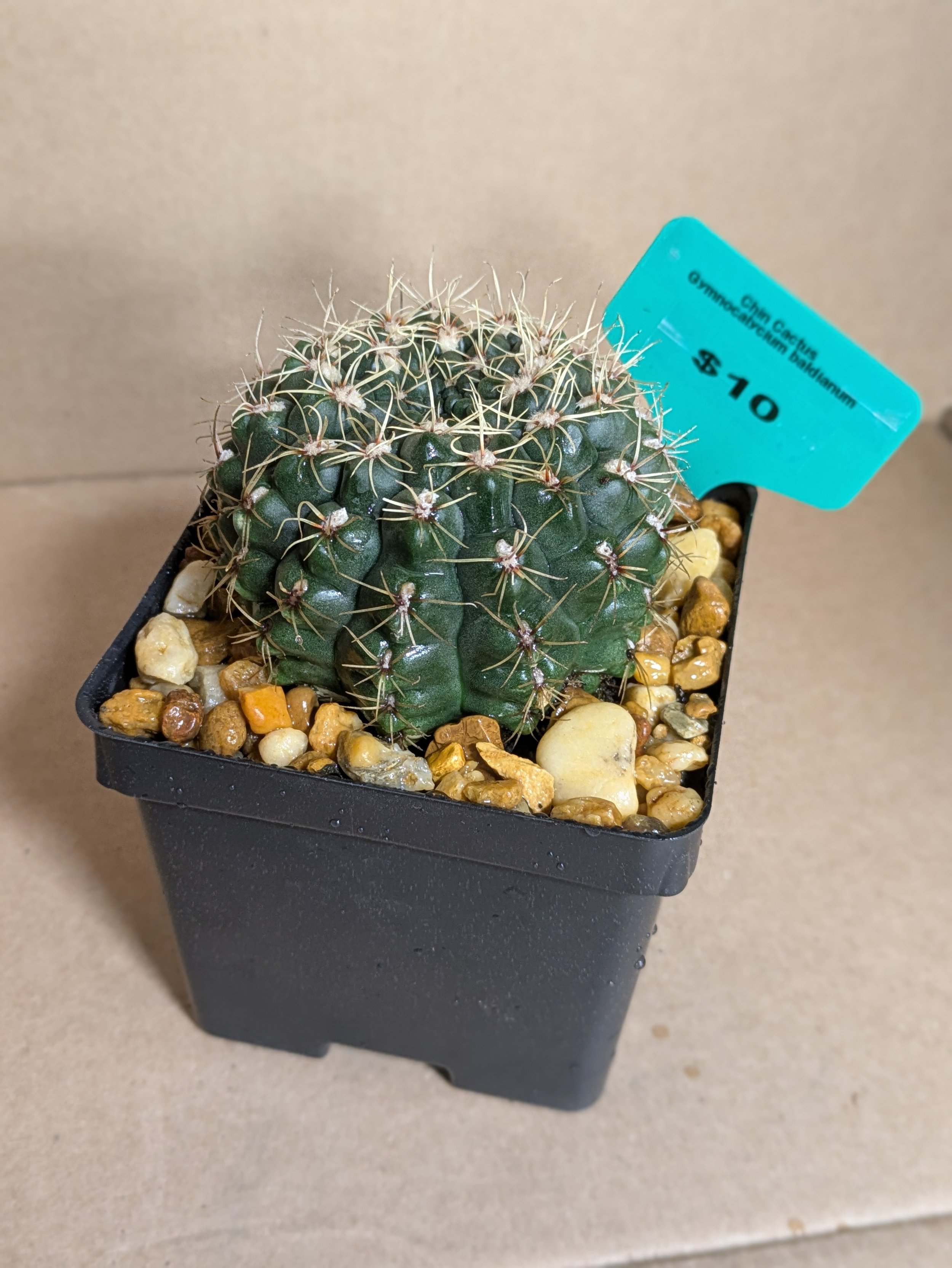 Chin Cactus - Potted