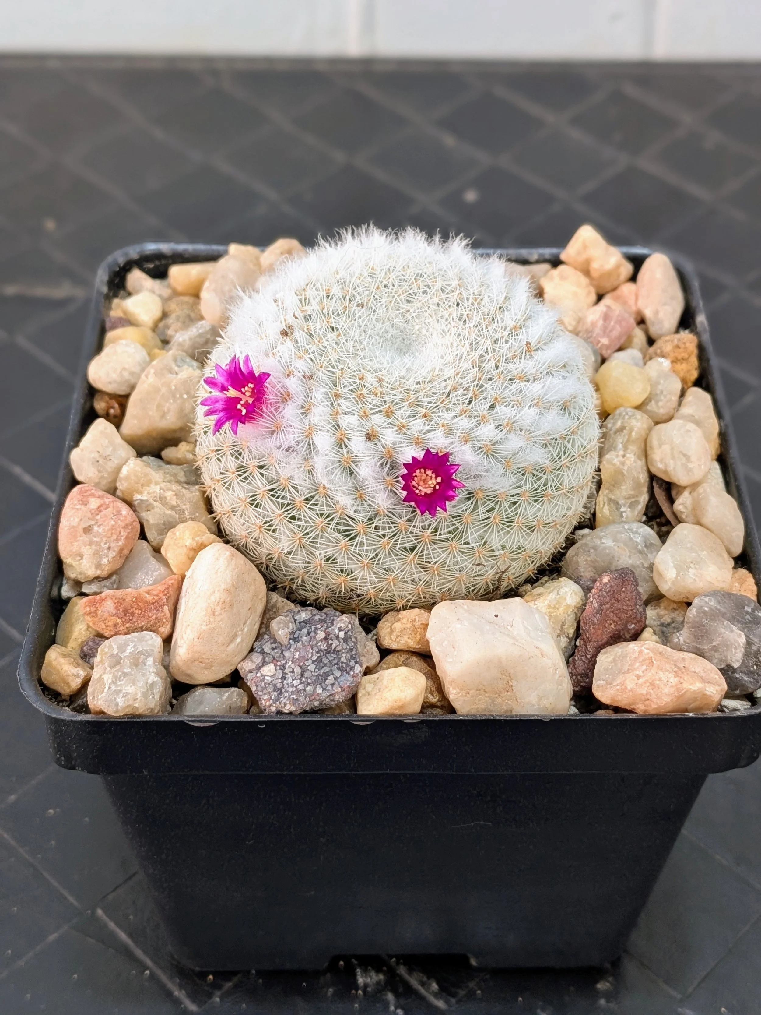 Mammillaria elegans