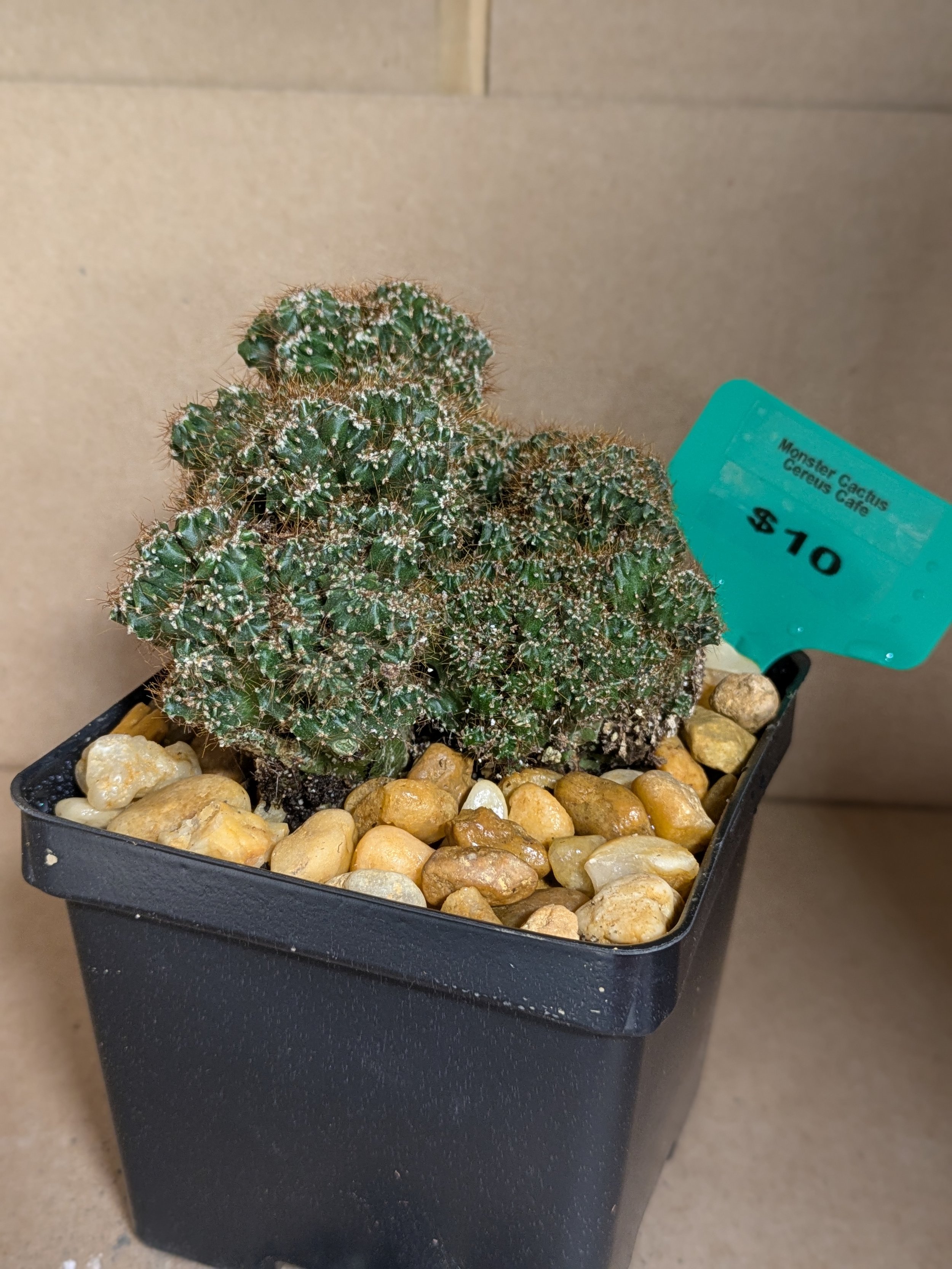 Cereus Cafe Monster Cactus - Potted