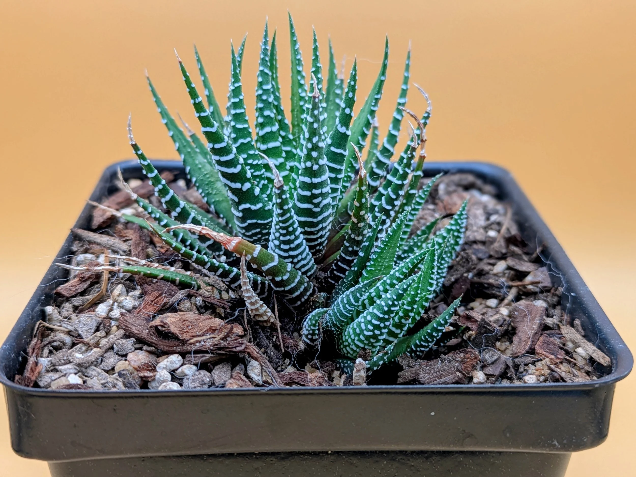 Fasciated Haworthia.jpg