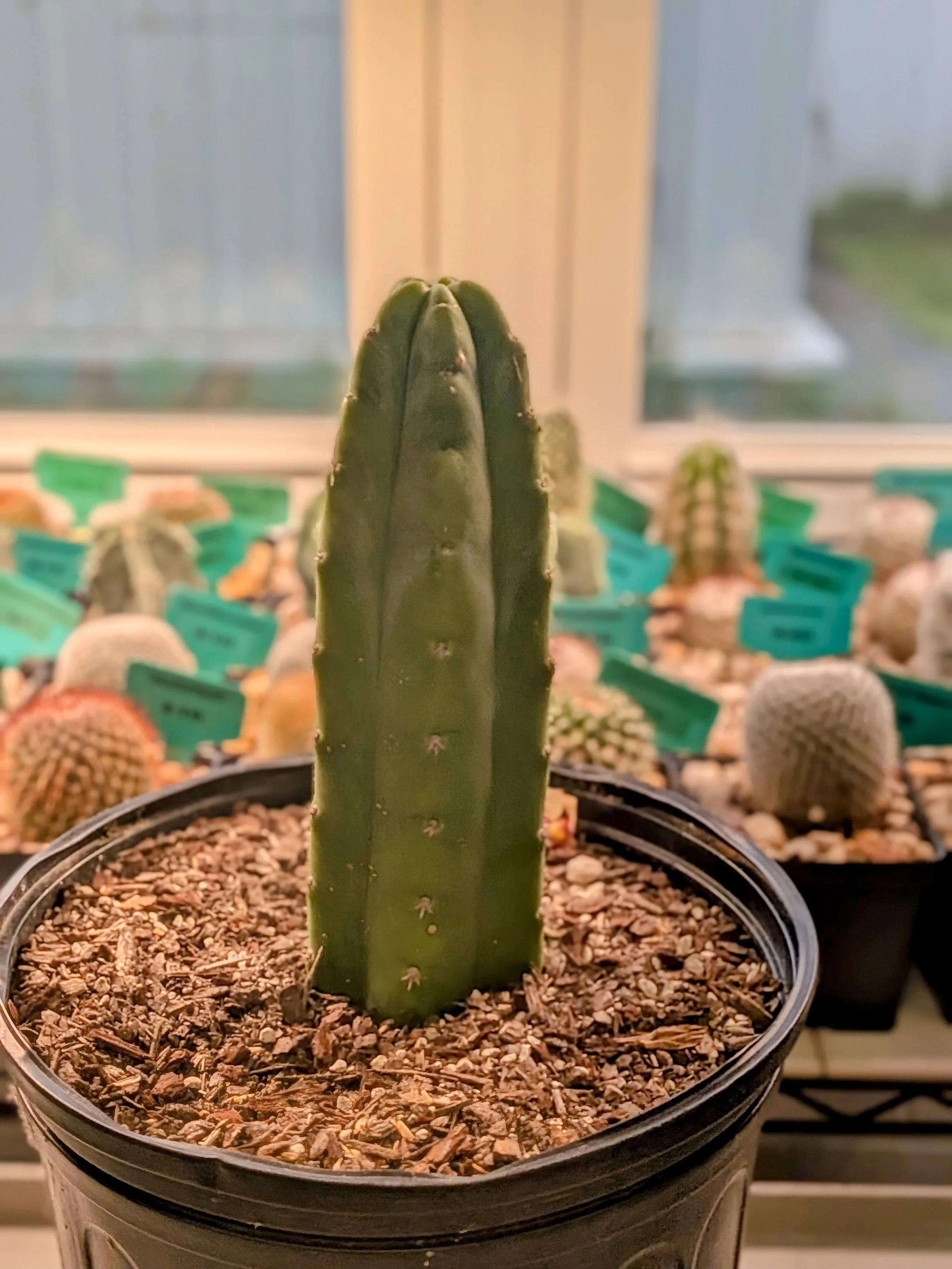 Standard San Pedro.jpg