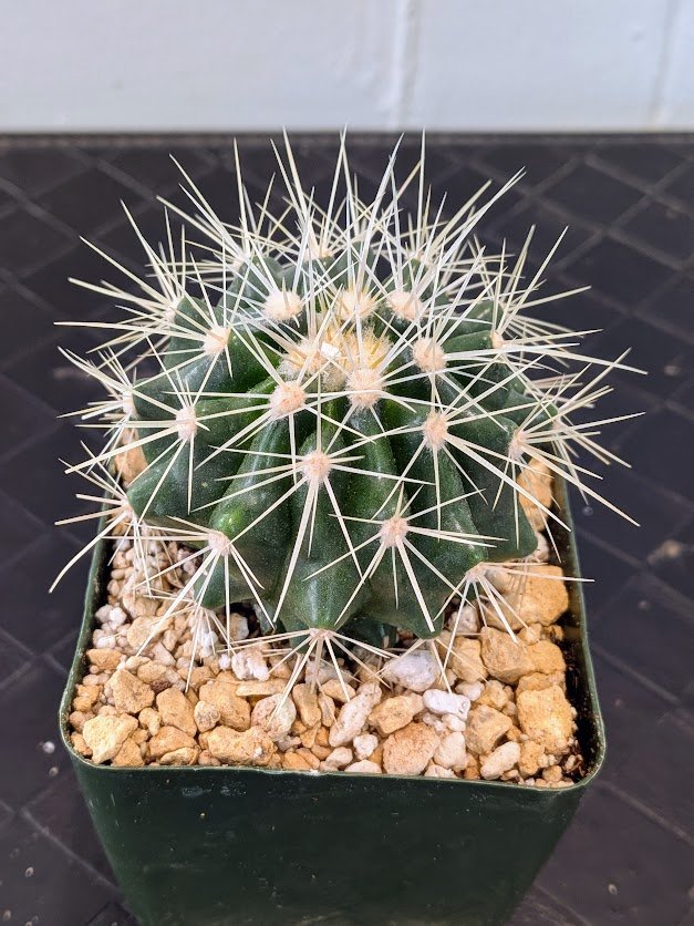 Golden Barrel Cactus