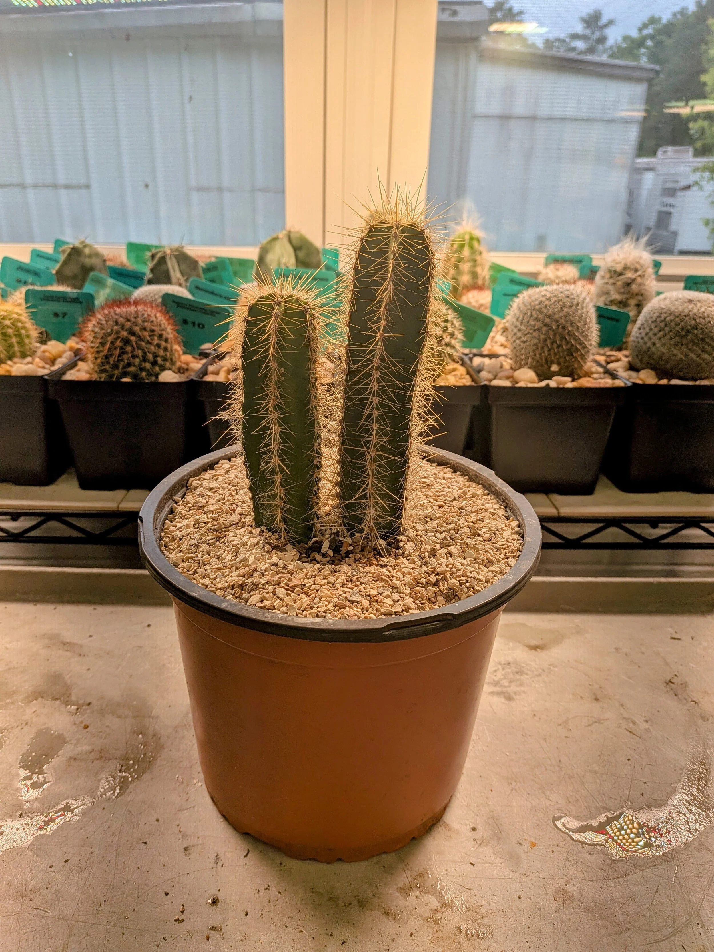 Candelabra Cactus.jpg