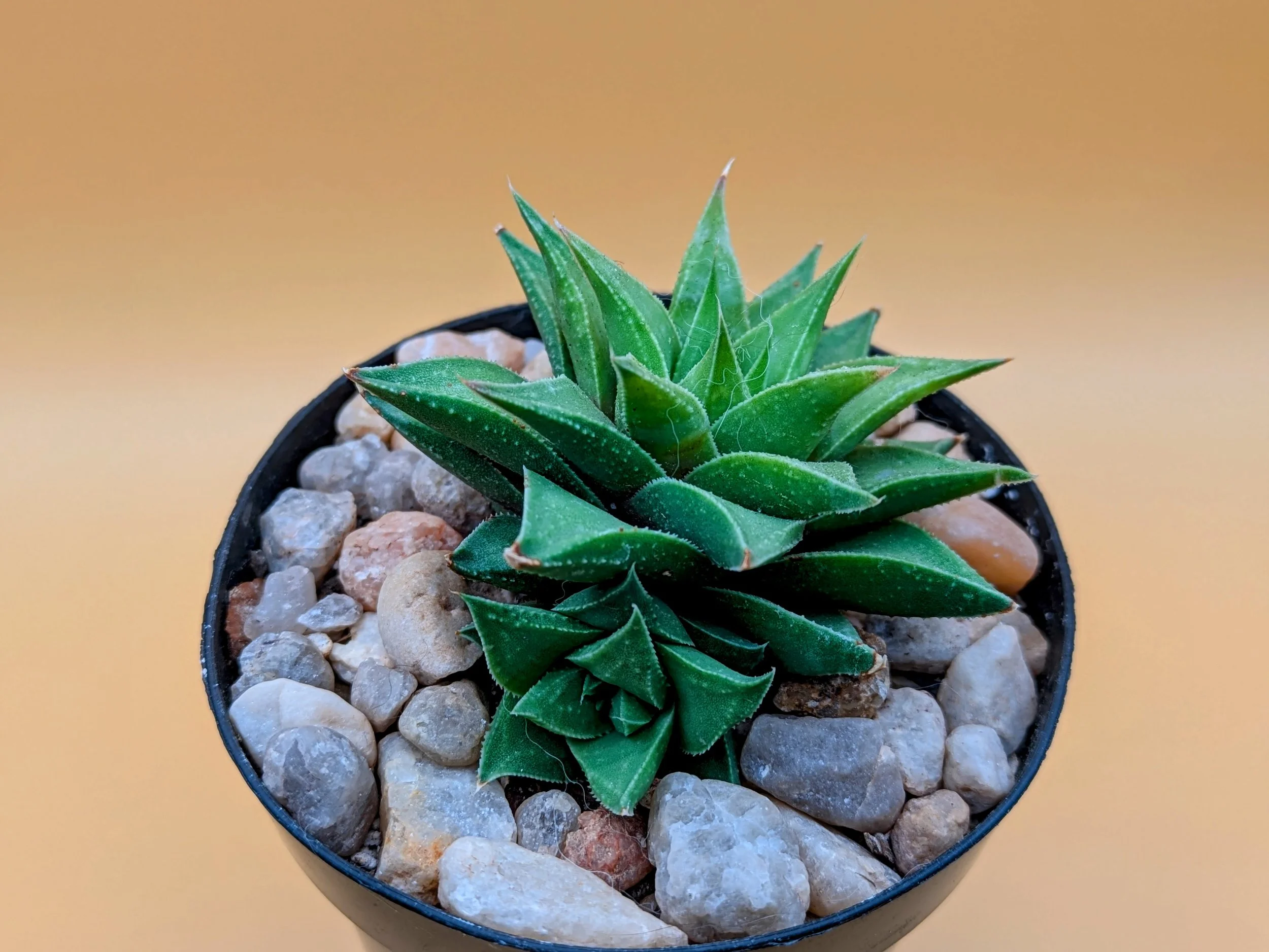 Narrowed Leafed Haworthia.jpg
