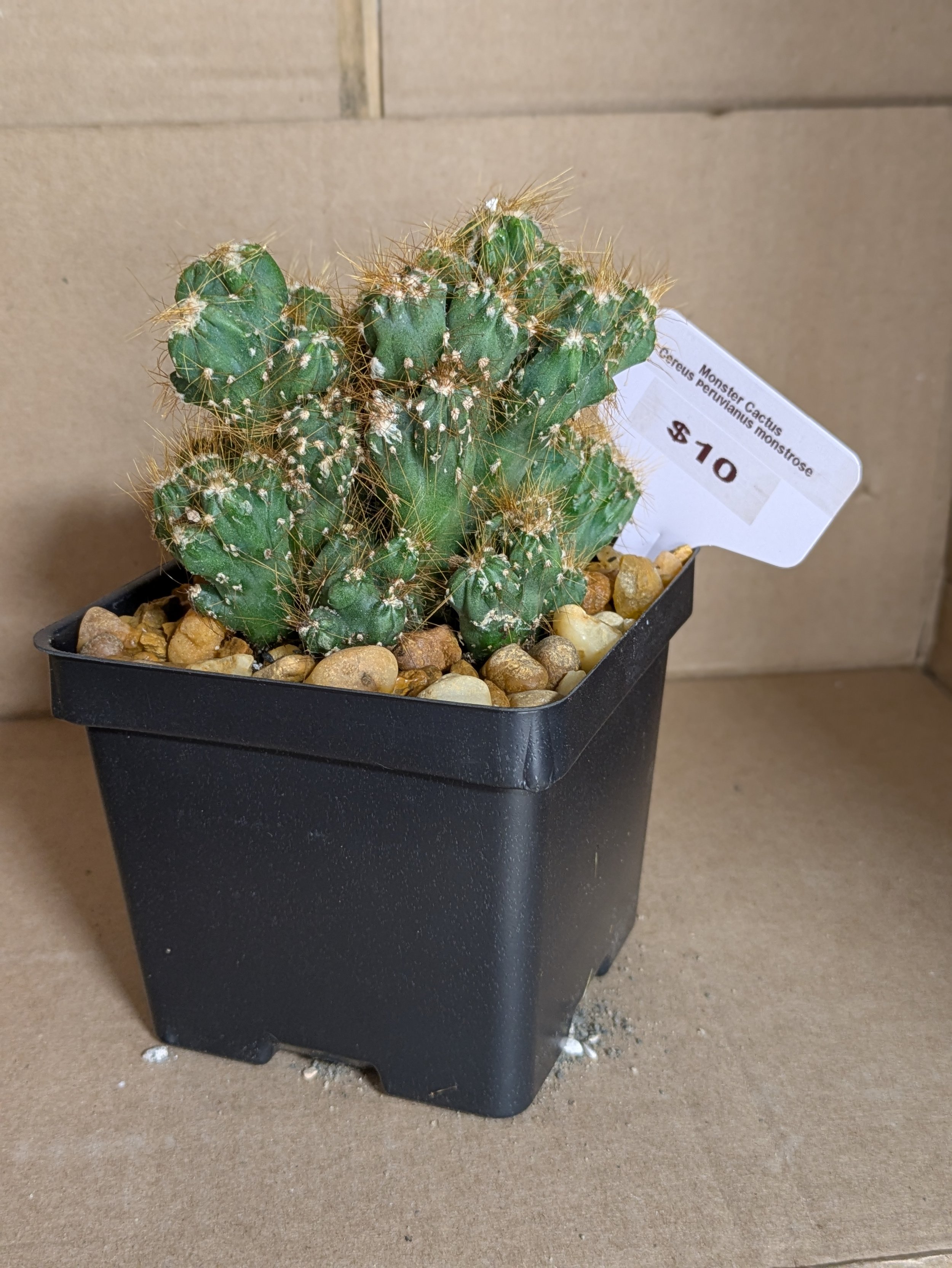 Monster Cactus Monstrose.jpg
