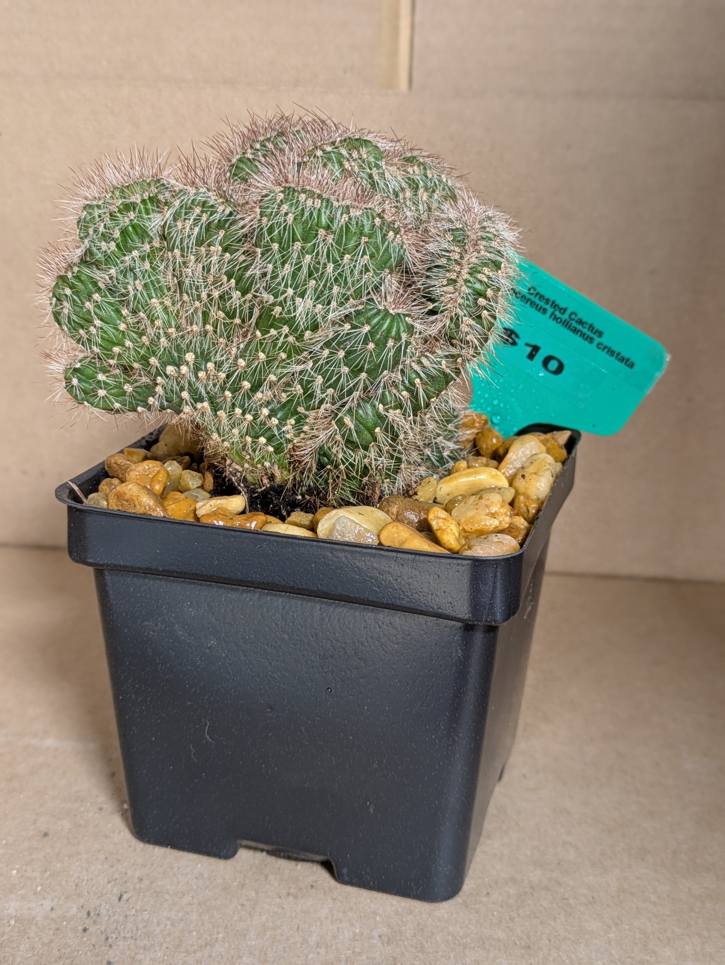Stenocereus hollianus cristata.jpg