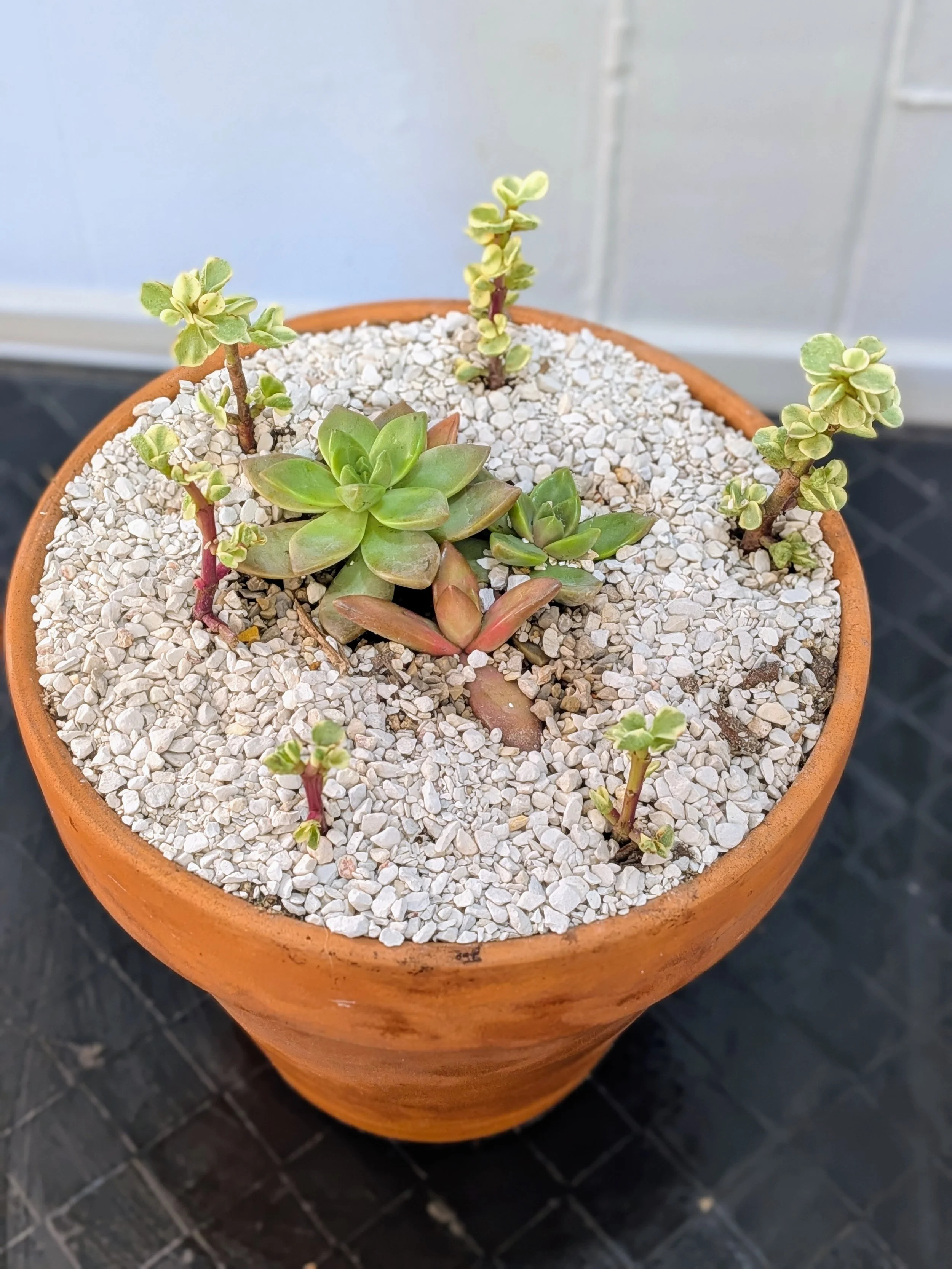 Potted Succulent Mix