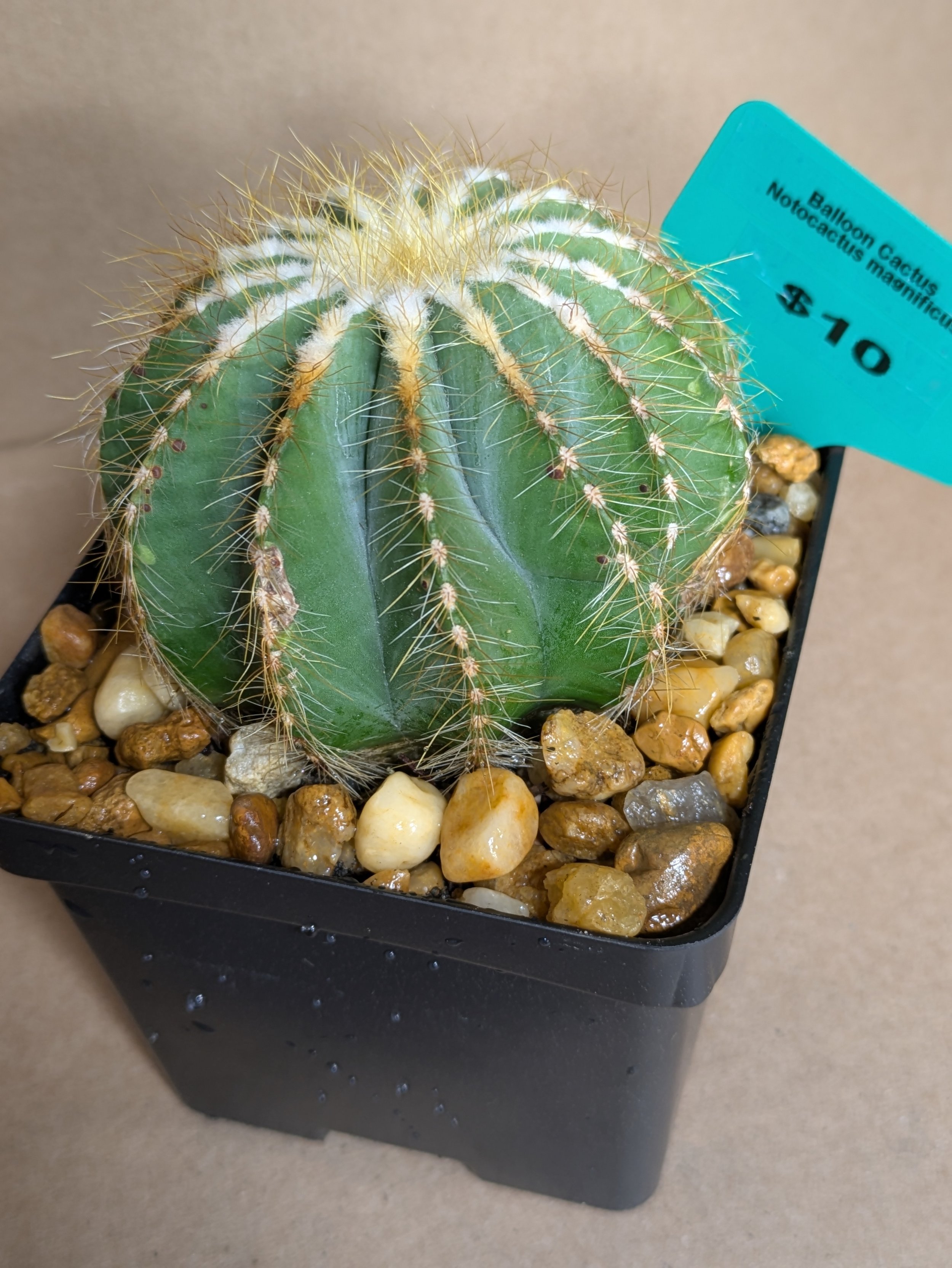 Balloon Cactus - Potted
