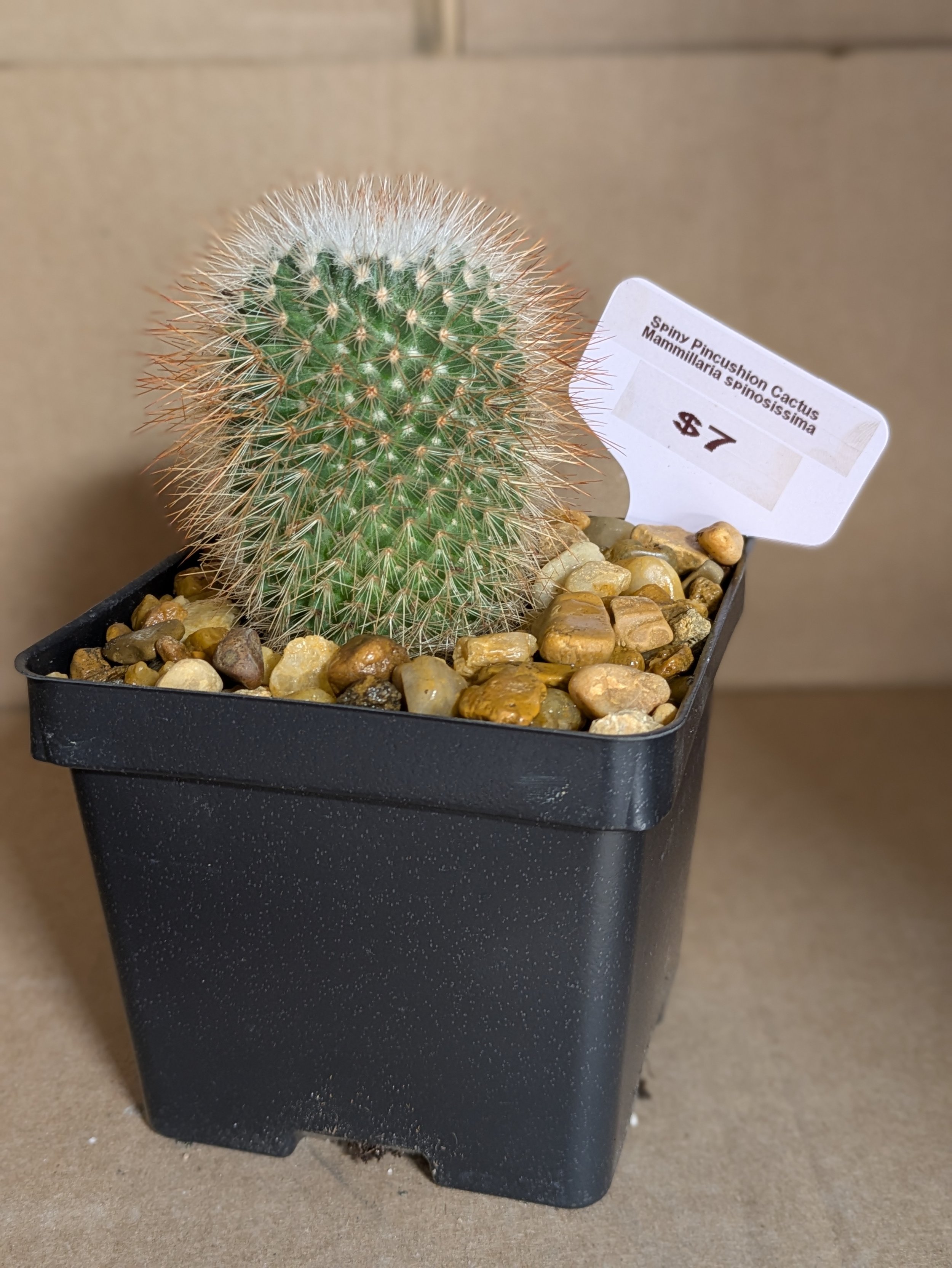 Spiny Pincushion Cactus 2.jpg