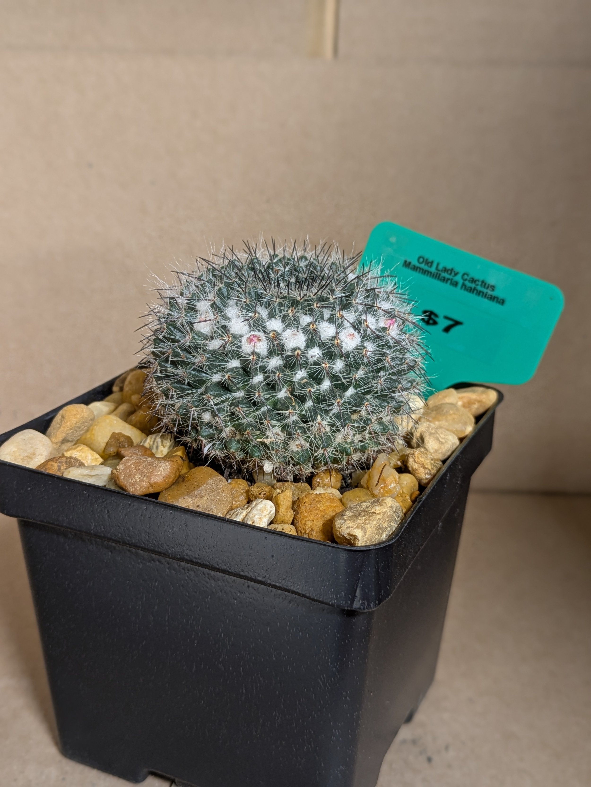 Old Lady Cactus.jpg