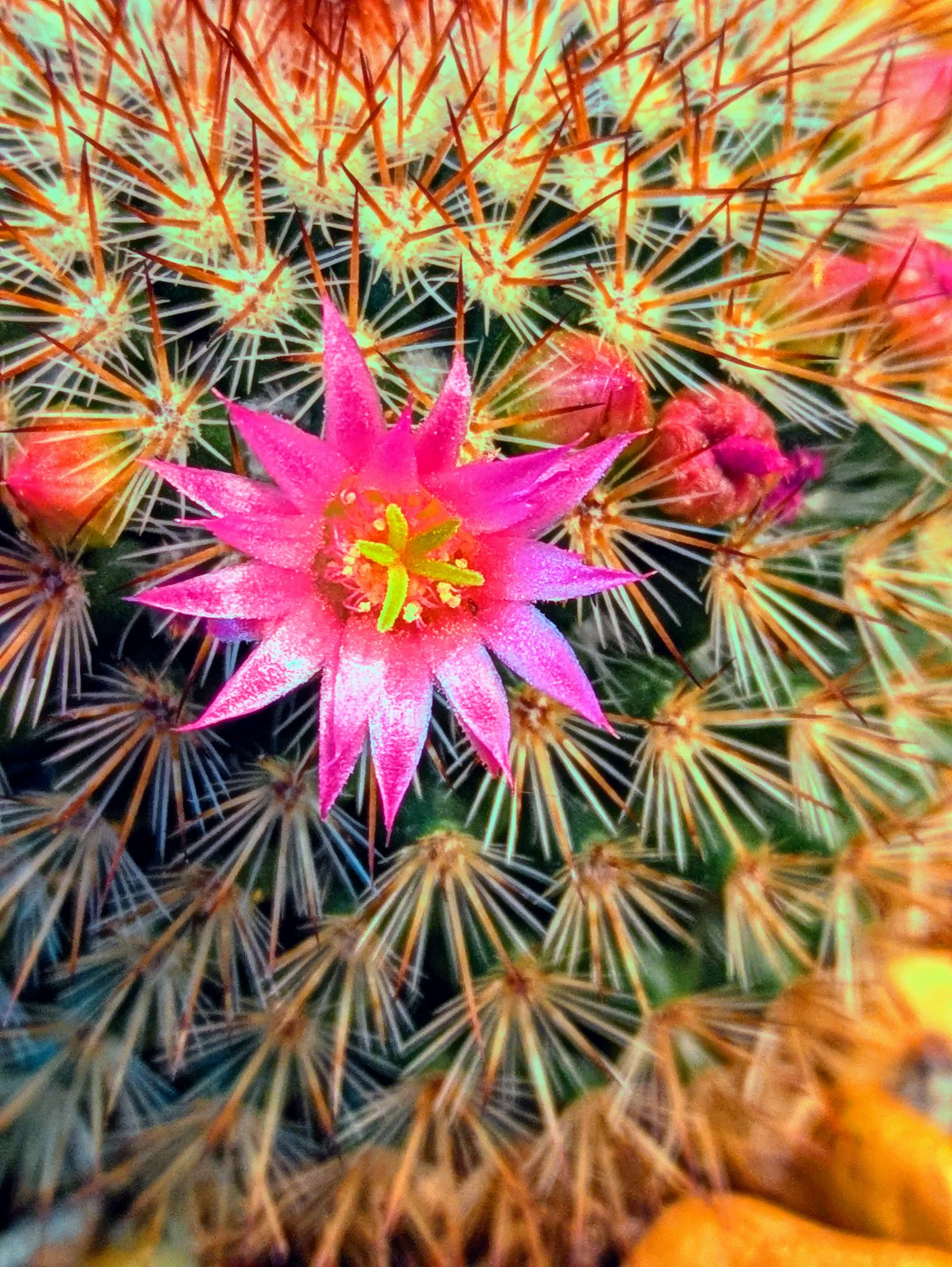 cactus bloom(1).jpg