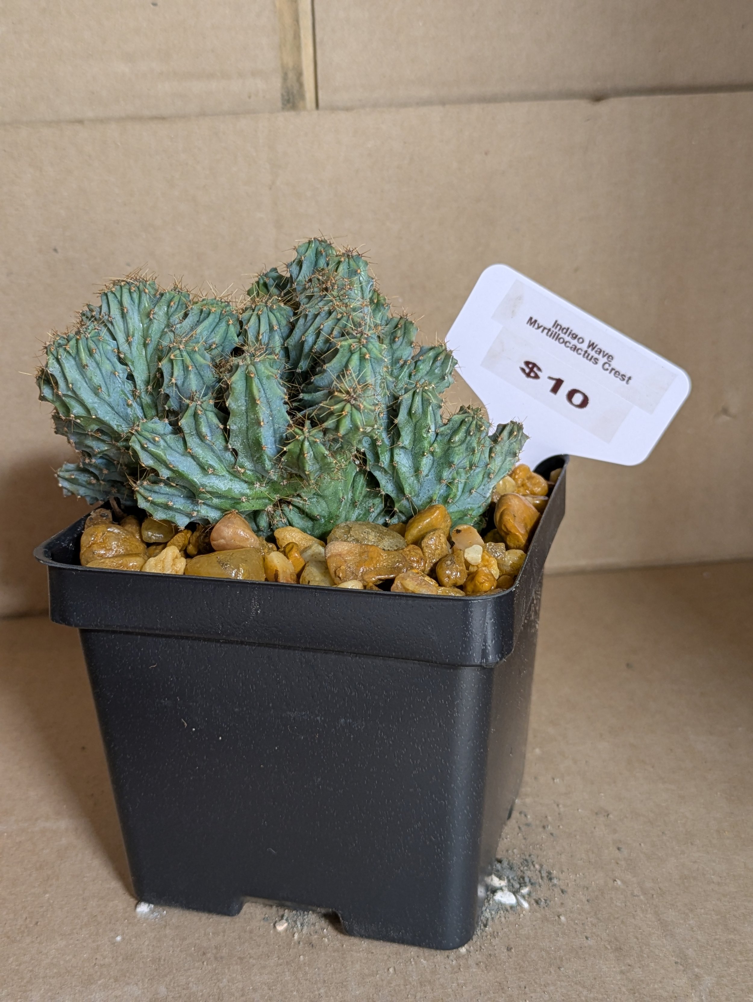 Indigo Wave Crested Cactus - Potted
