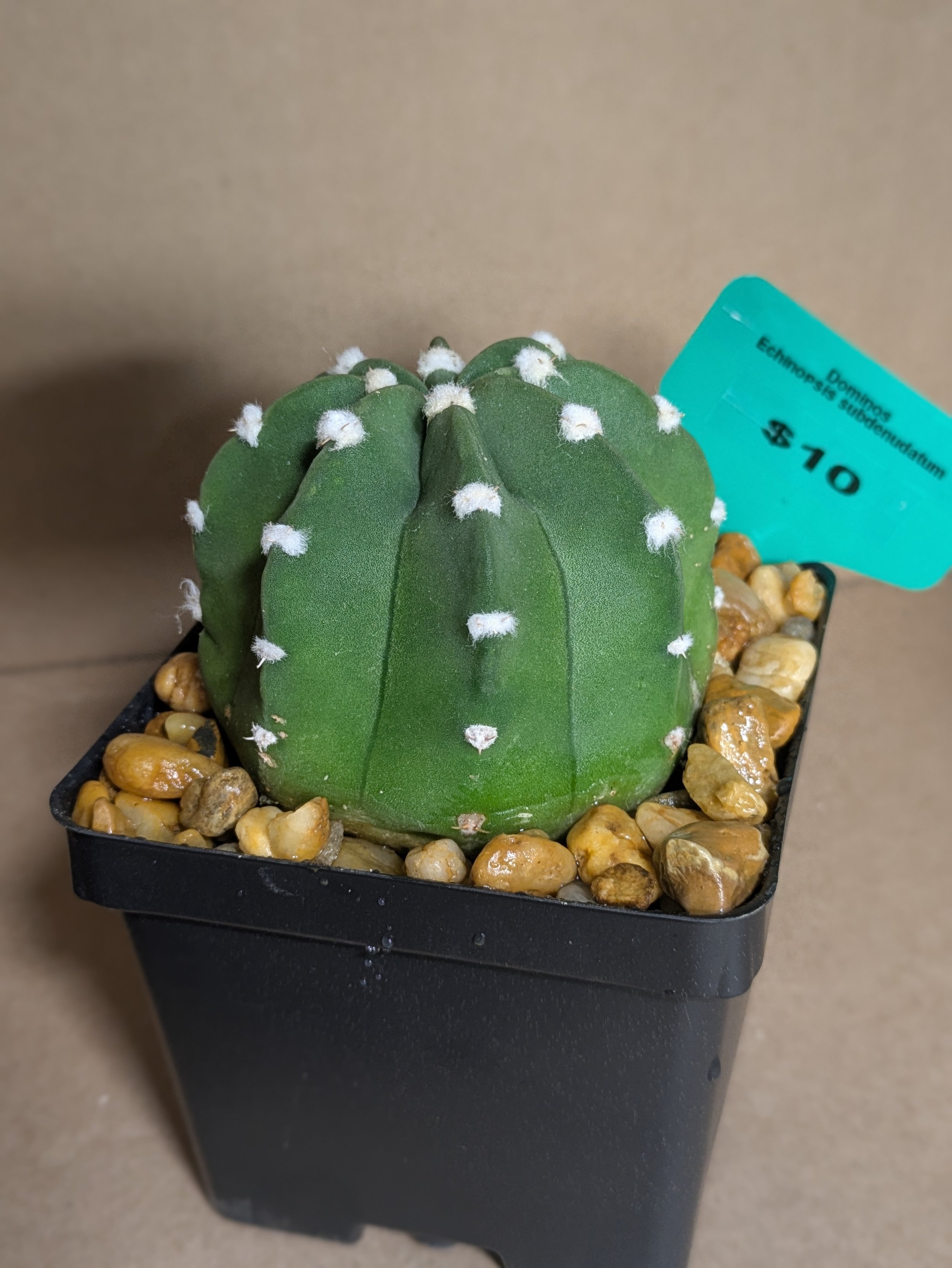 Dominos - Potted