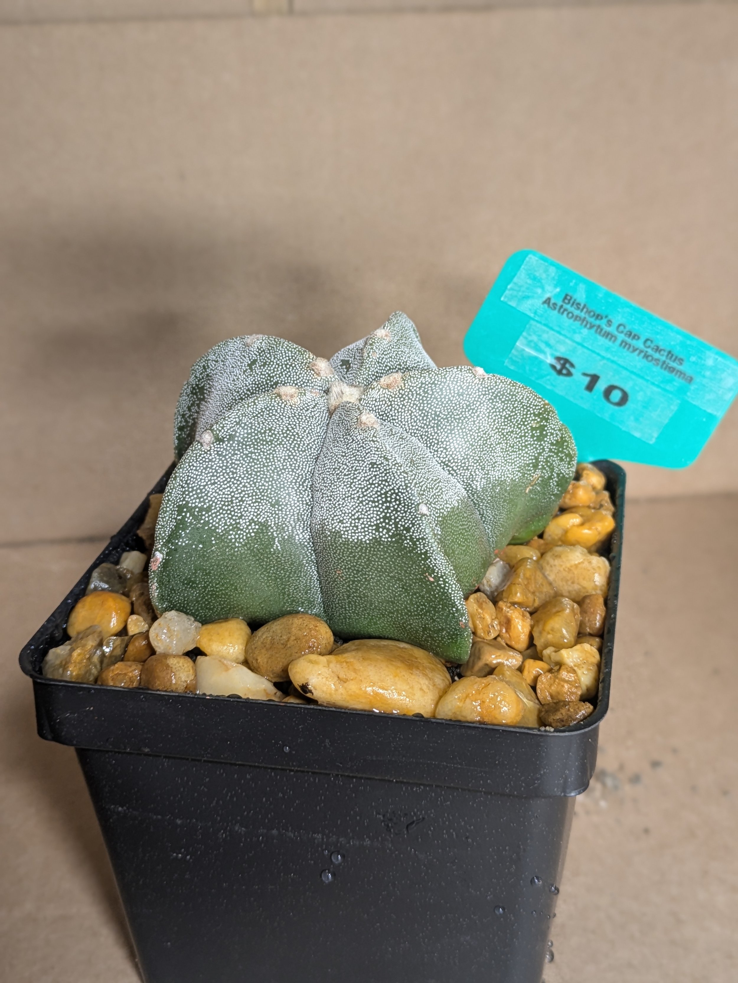 Bishop's Cap Cactus - Potted