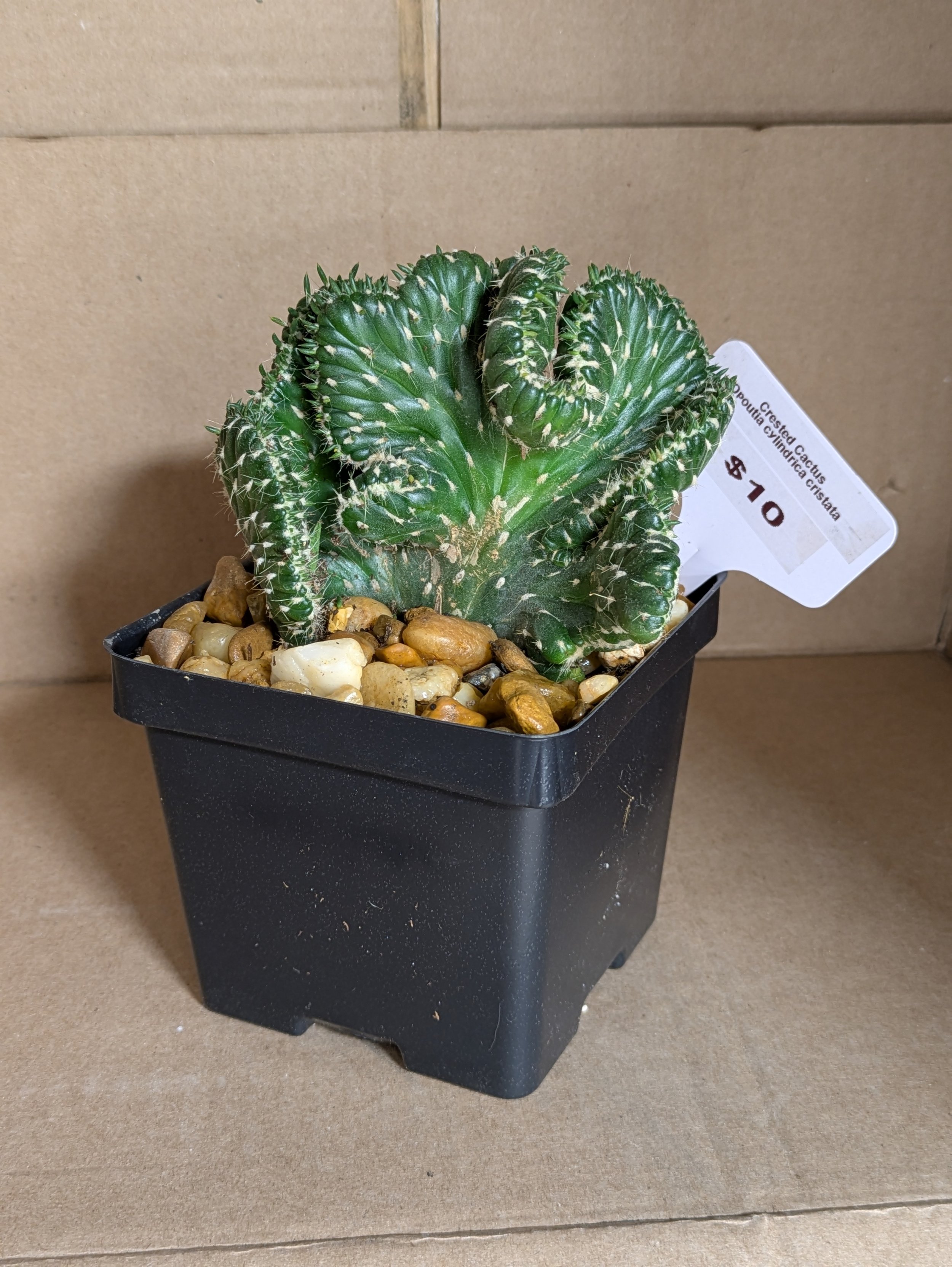 Crested Cactus - Cylindrical - Potted