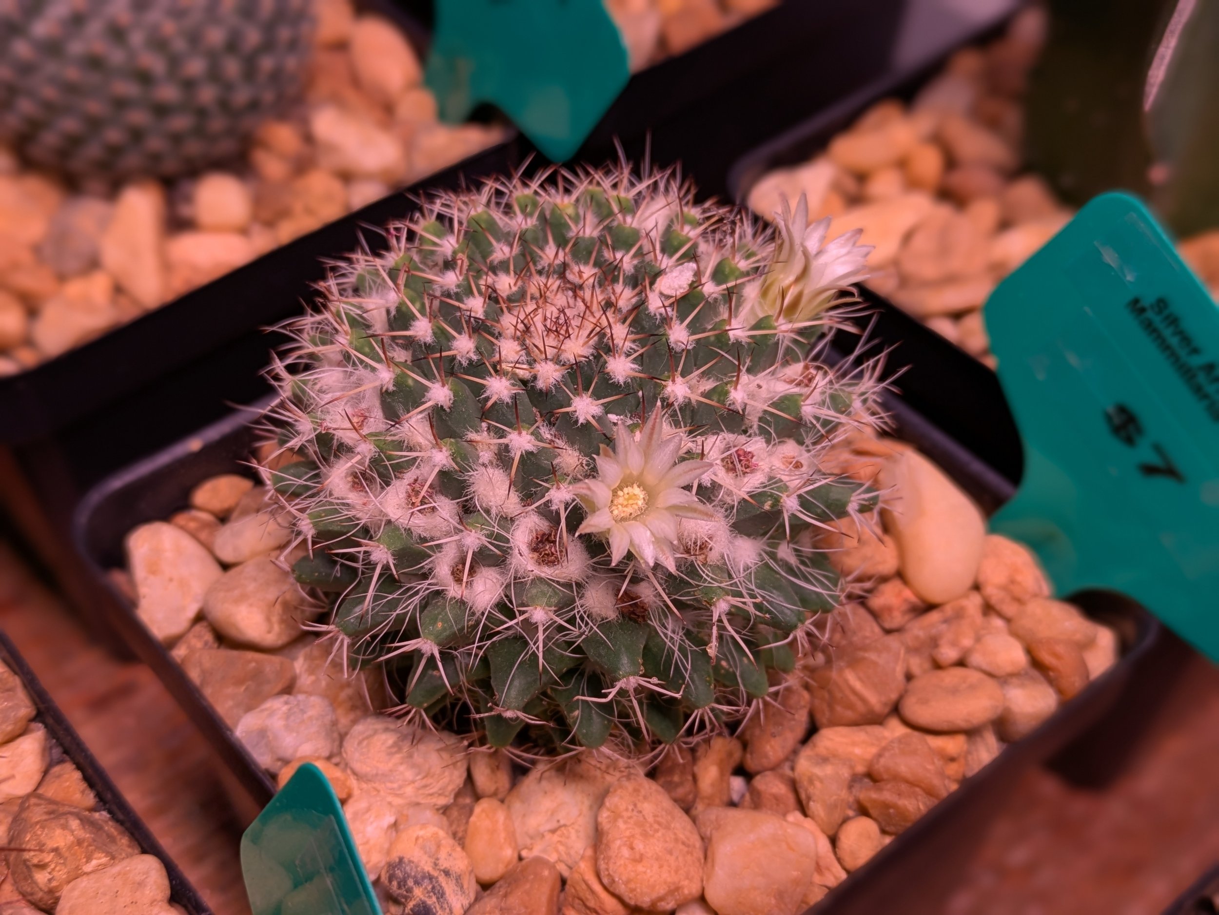 Silver Arrow Bloom.jpg