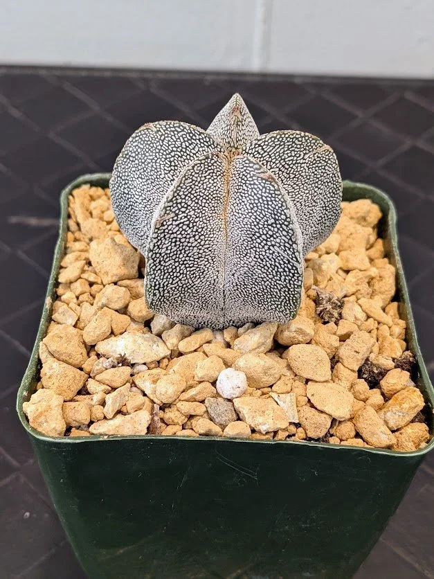 Starry Dragon Cactus