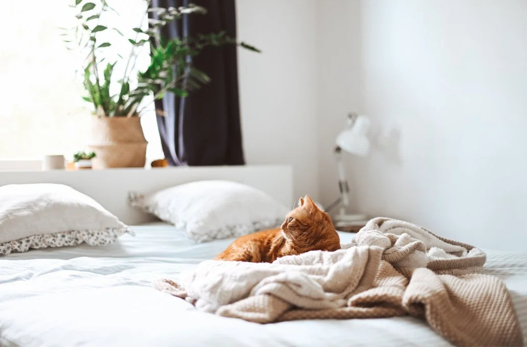 An orange tabby cat lying on a bed with beige blankets, in a room with white walls, pillows, a potted plant, a window, and a white wall lamp.