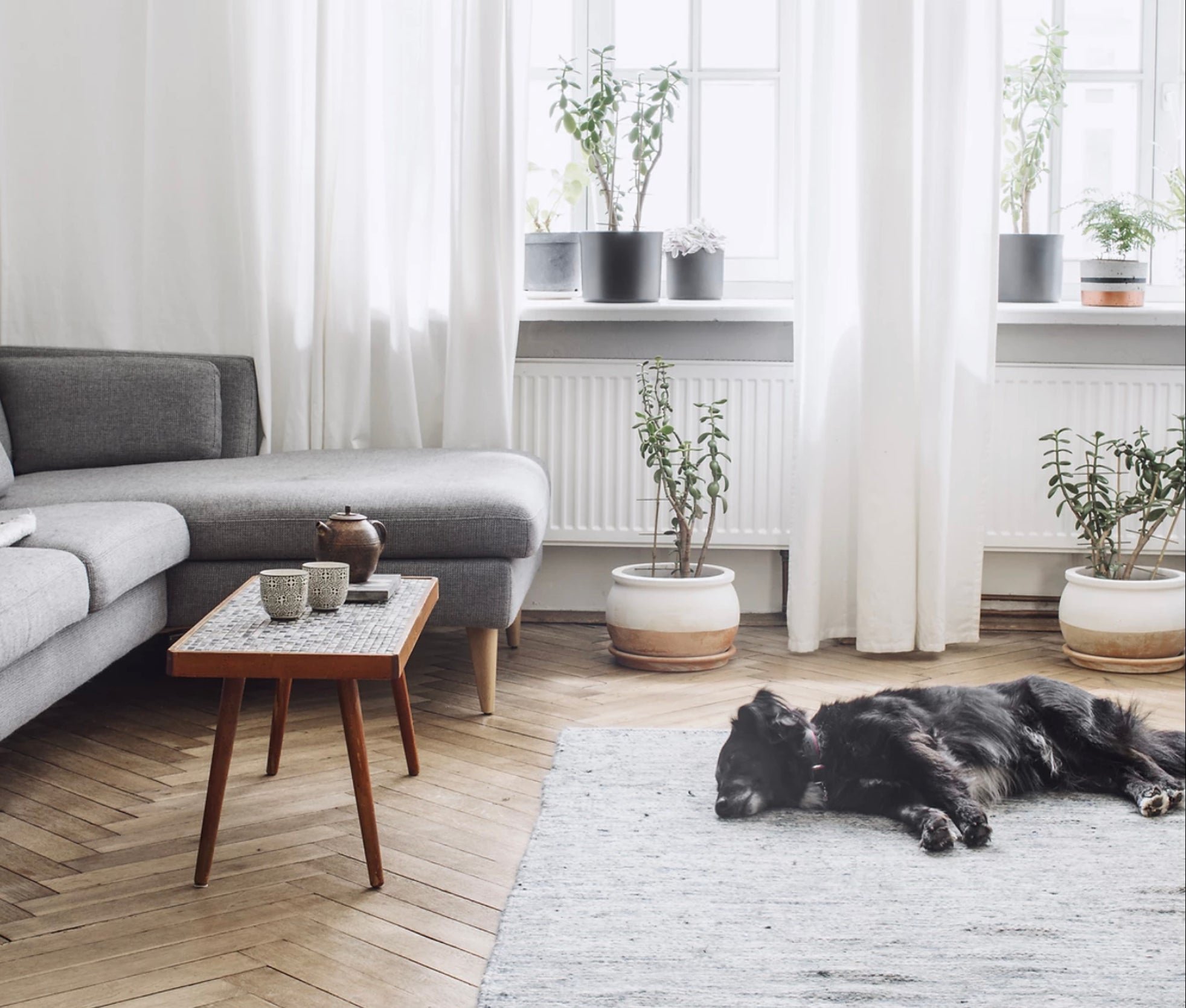 Living room with grey sofa, small wooden coffee table, potted plants, white curtains, and a black dog lying on a rug.