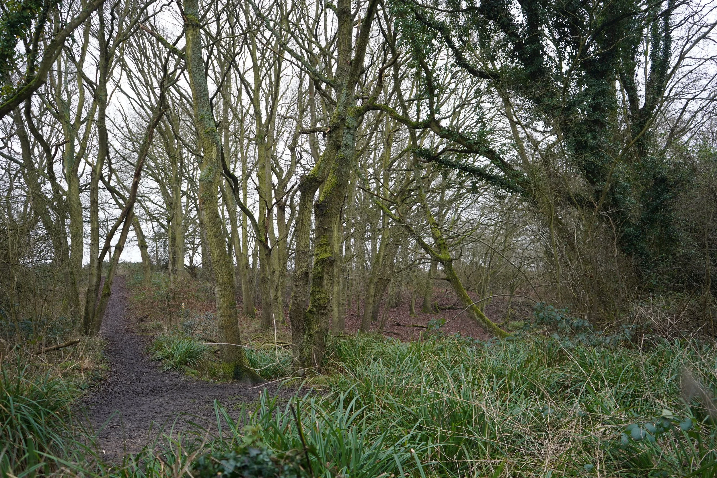 Forest path, surrounded by leafless trees and green undergrowth in the village of Woodham Walter. 