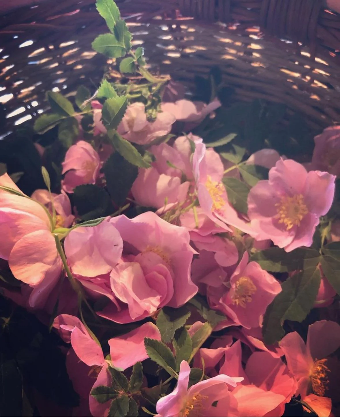 Birch + Fern Wellness Gift Card