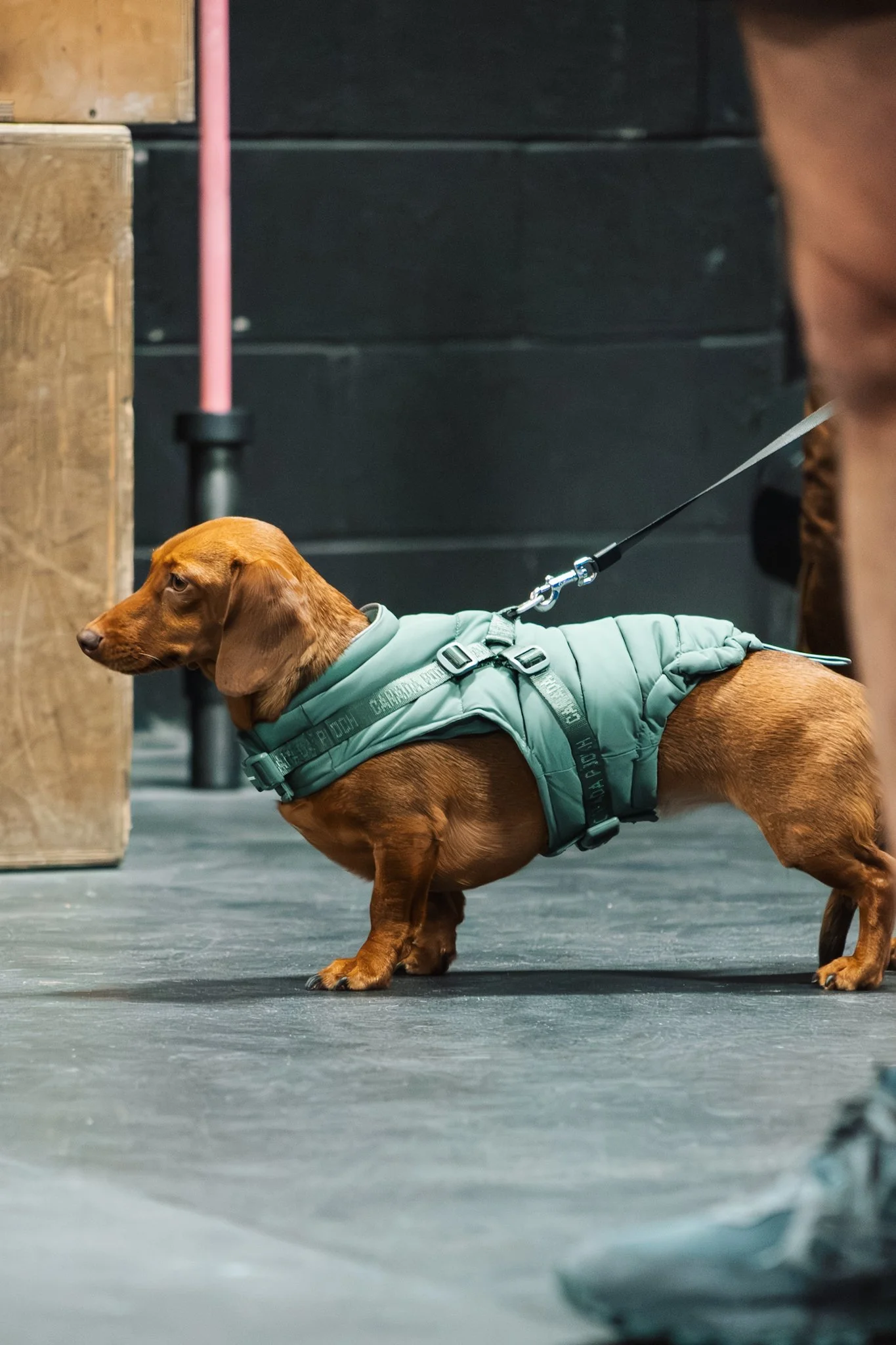A dachshund wearing a green service dog vest standing indoors against a dark background.