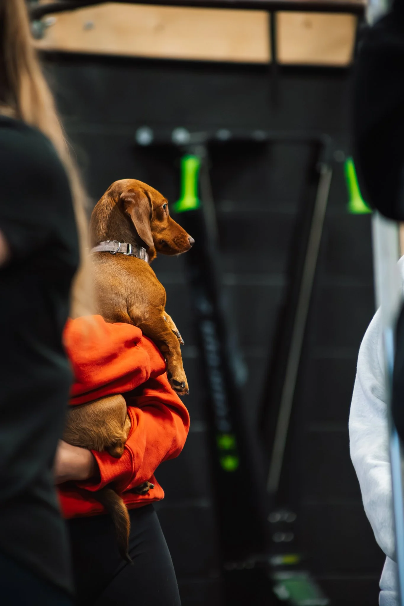 A brown puppy with a gray collar being held by a person wearing a red sweater. The puppy is looking to the right side of the image, in an indoor setting with black walls and green and black sports equipment in the background.