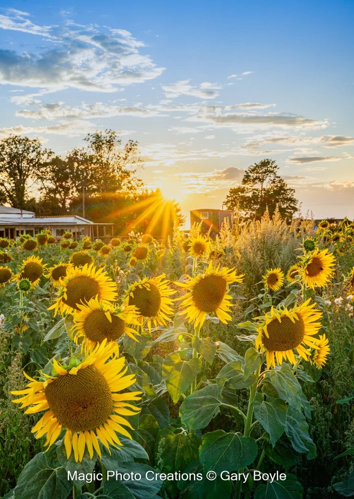 Sunflowers.jpg