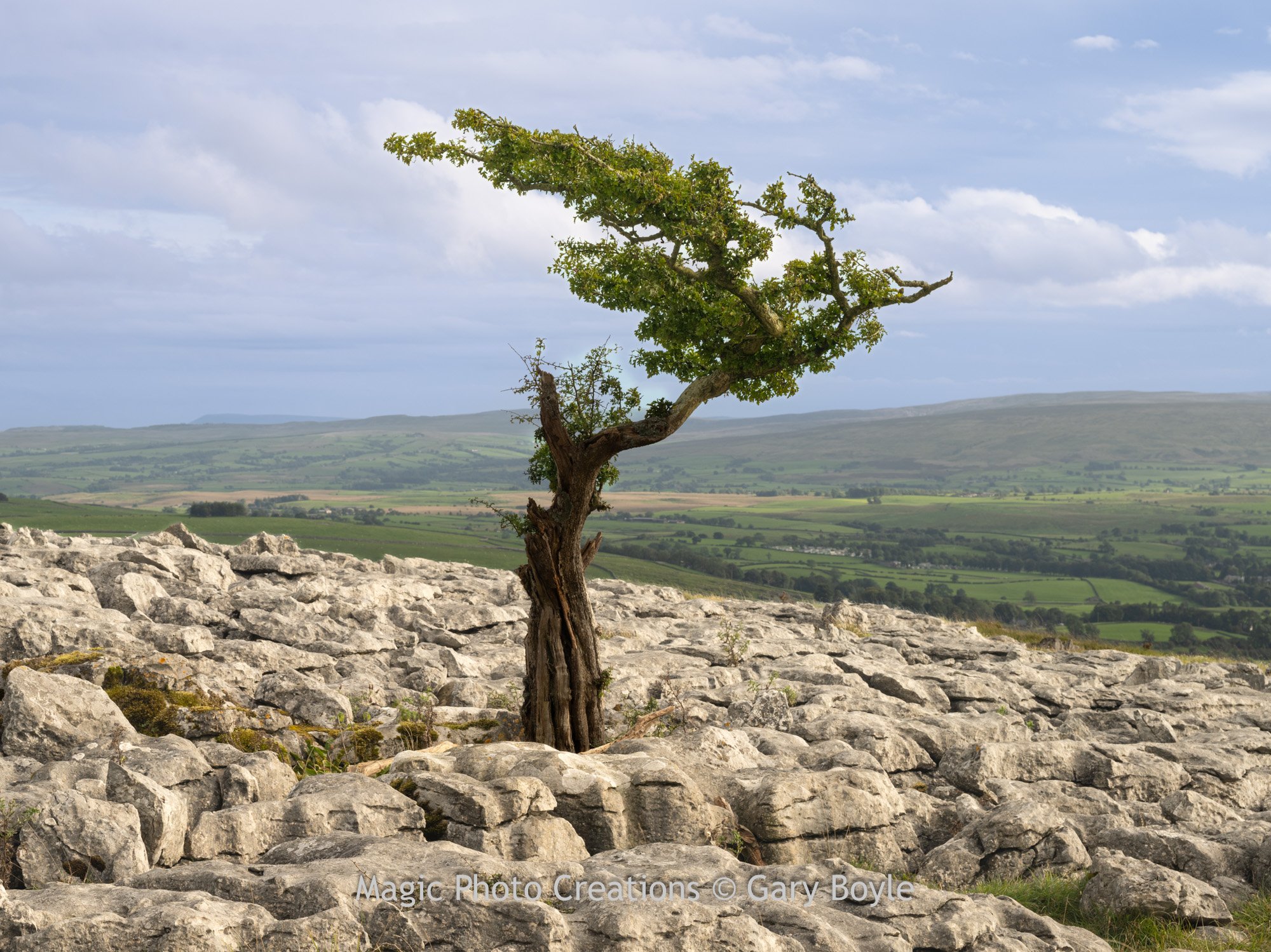 Angel Tree Yorkshire Dales