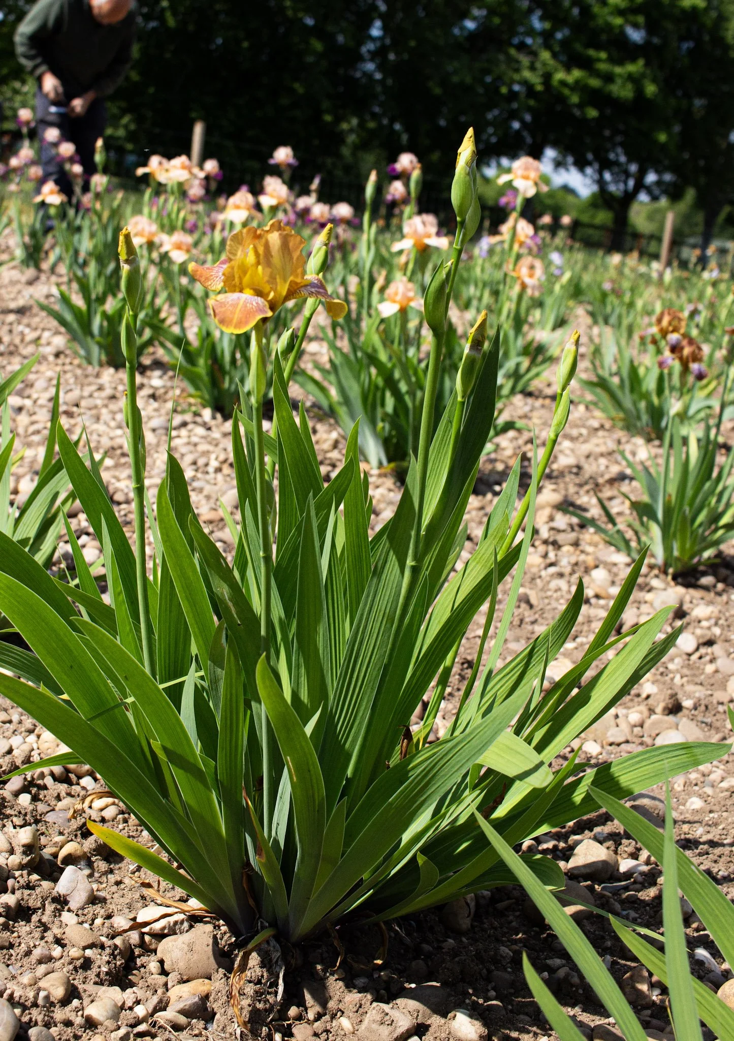 Breakfast In Bed- Full.jpg