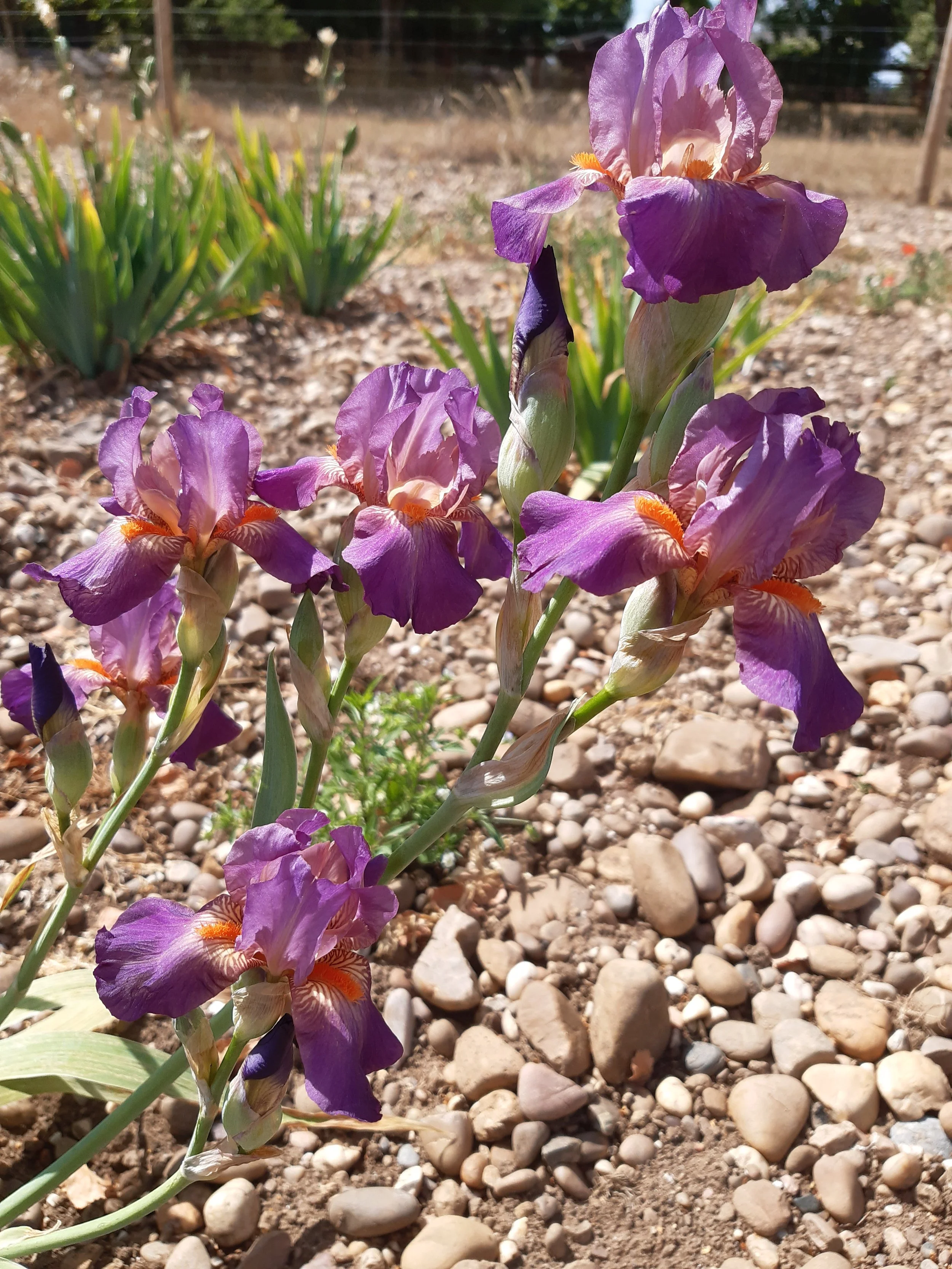 20250707_151443 (1).jpg