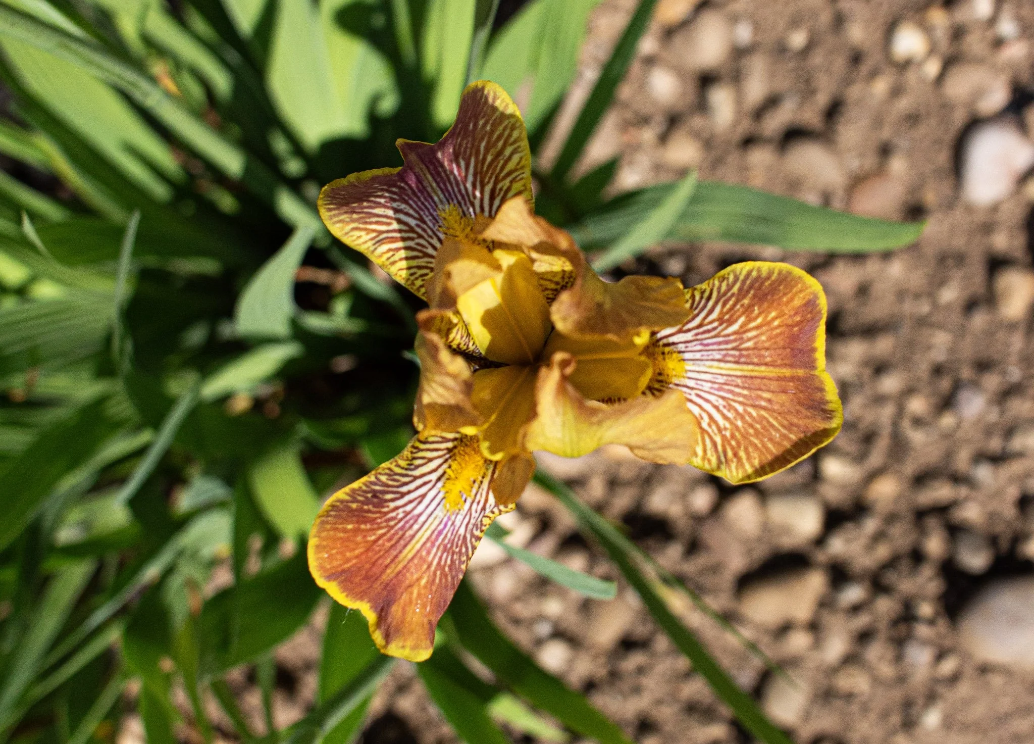Breakfast In Bed- Above.jpg