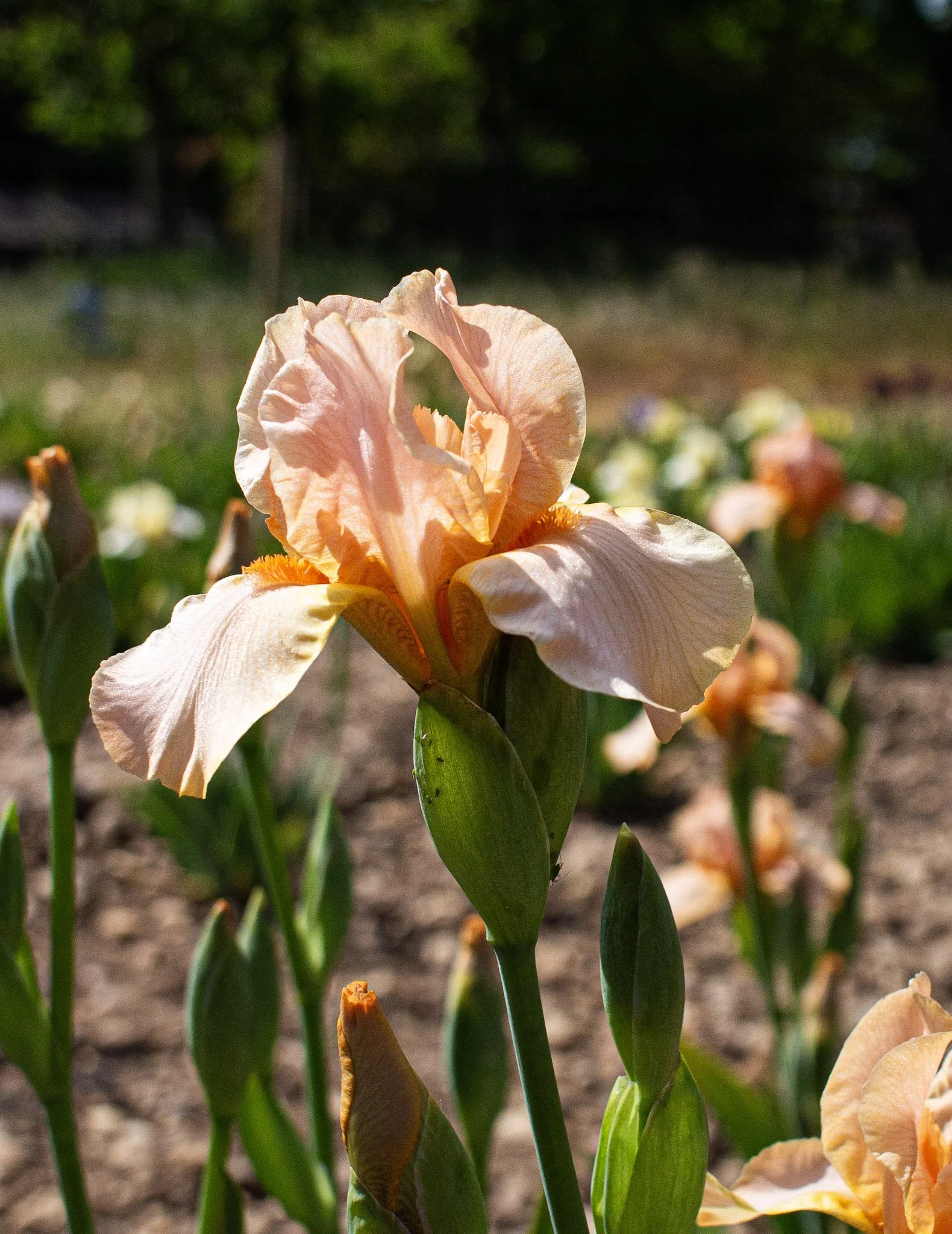 Endless Treasure- Side.jpg