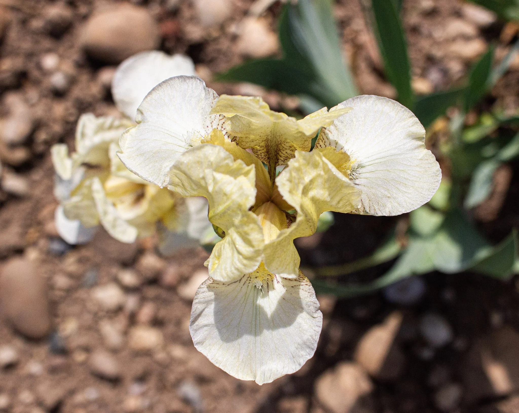 Bockingford- Above.jpg