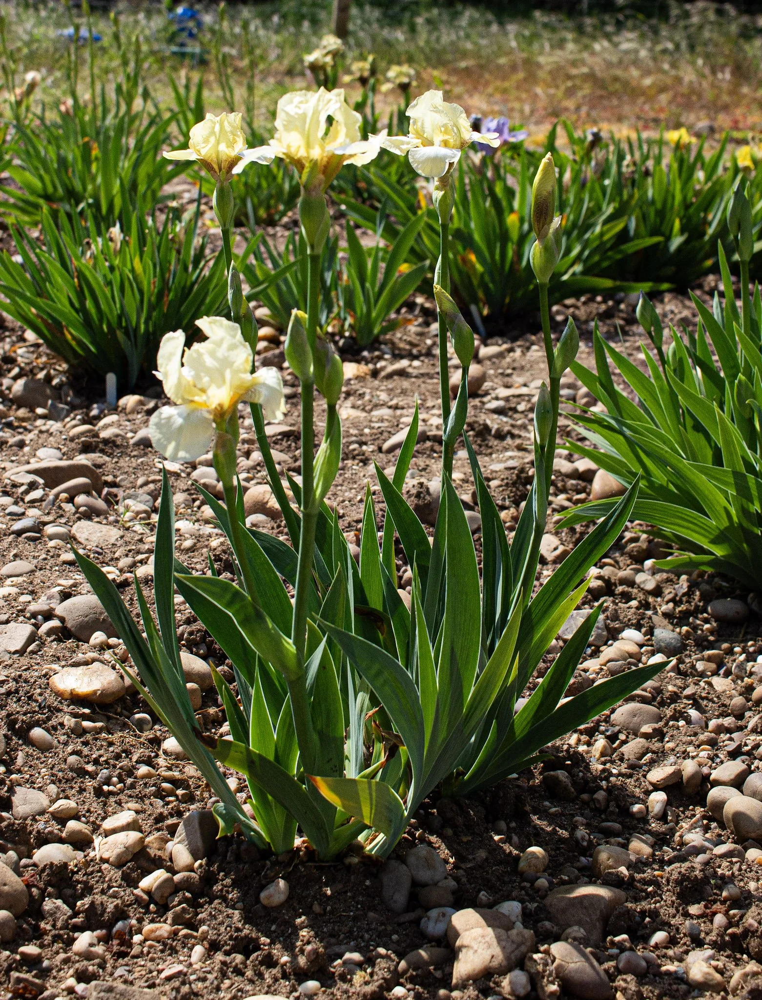 Bockingford- Full.jpg