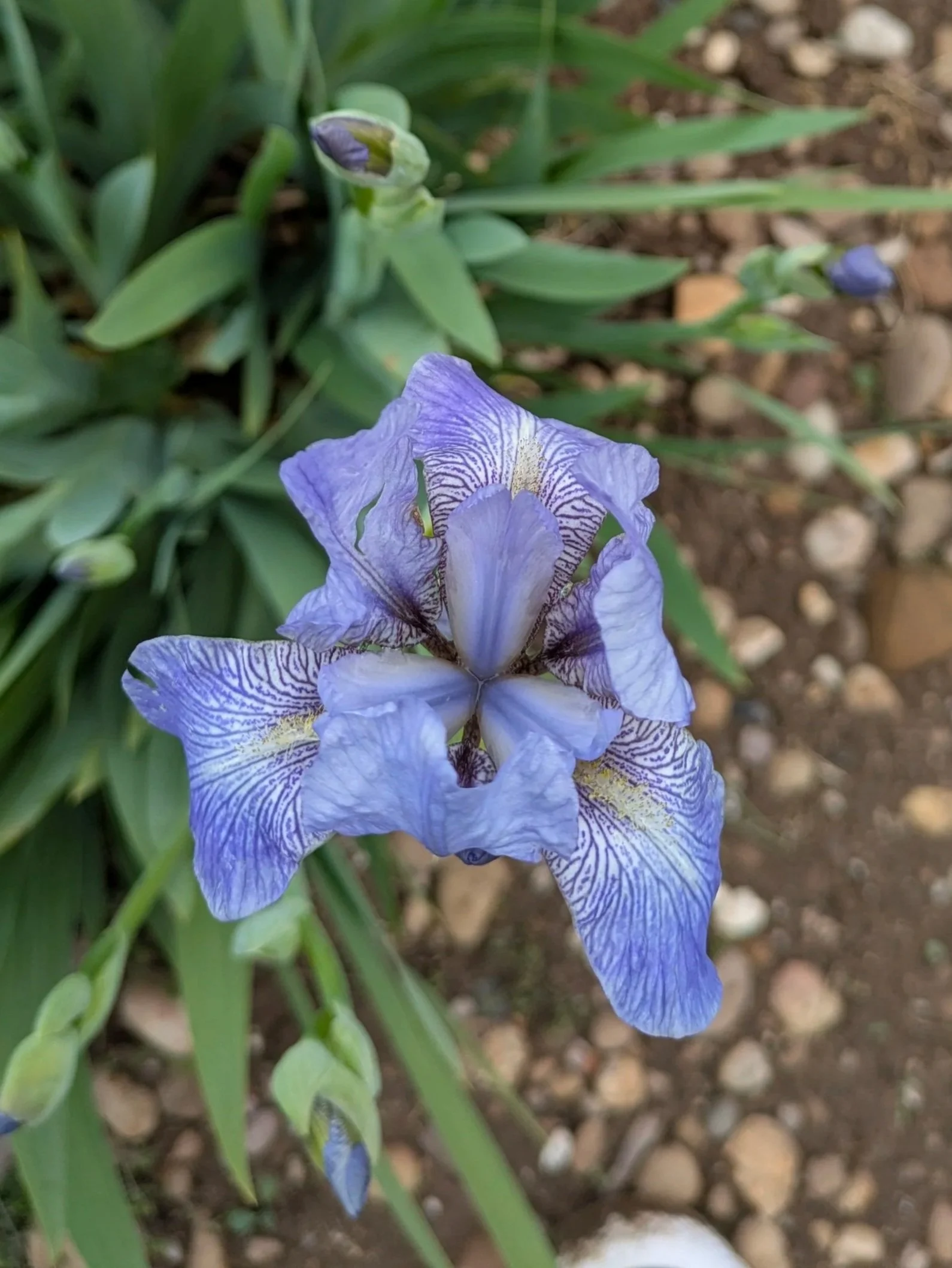 At Last My Blue
