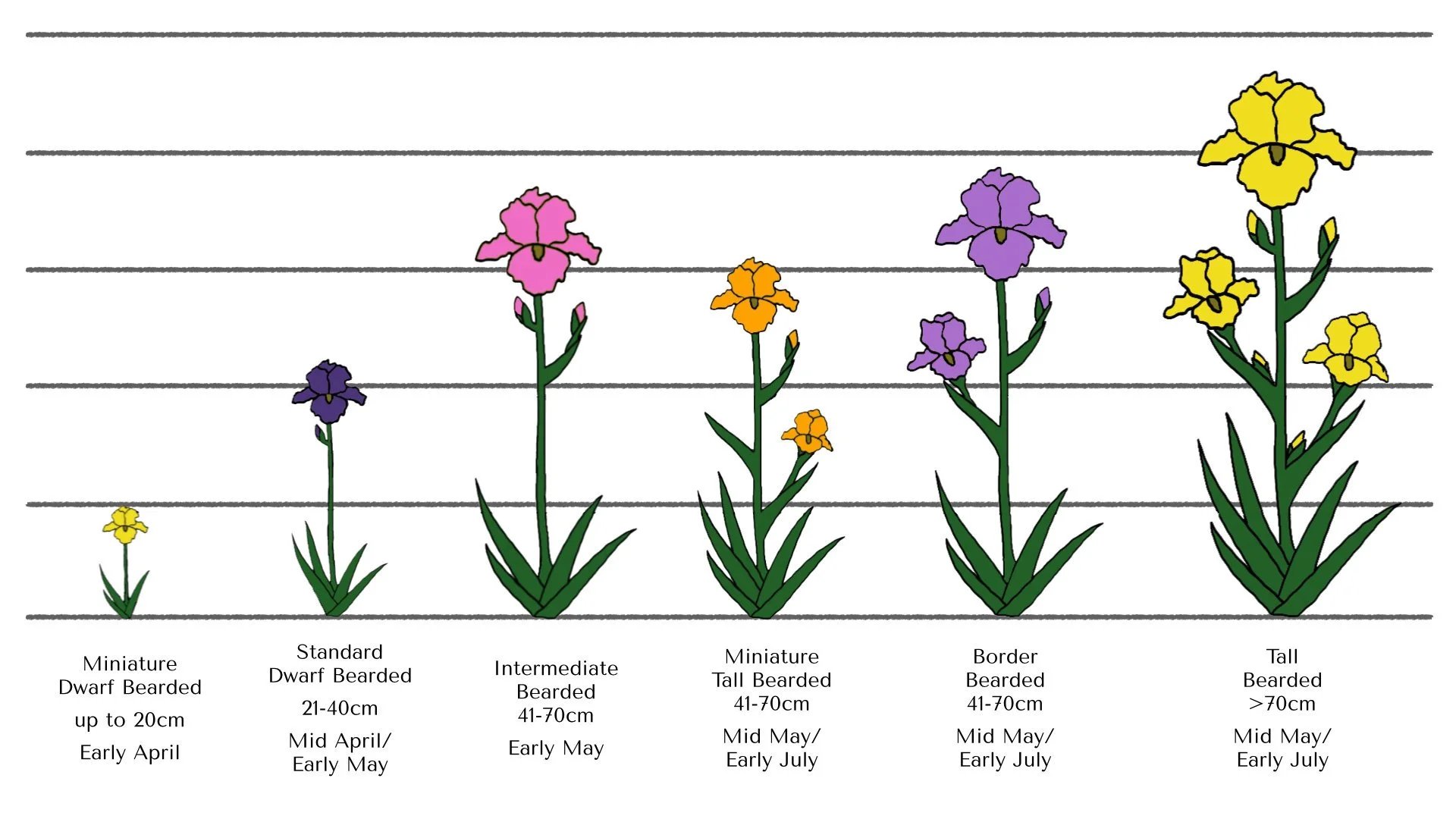 A graphic to show the differing heights of different varieties of irises.