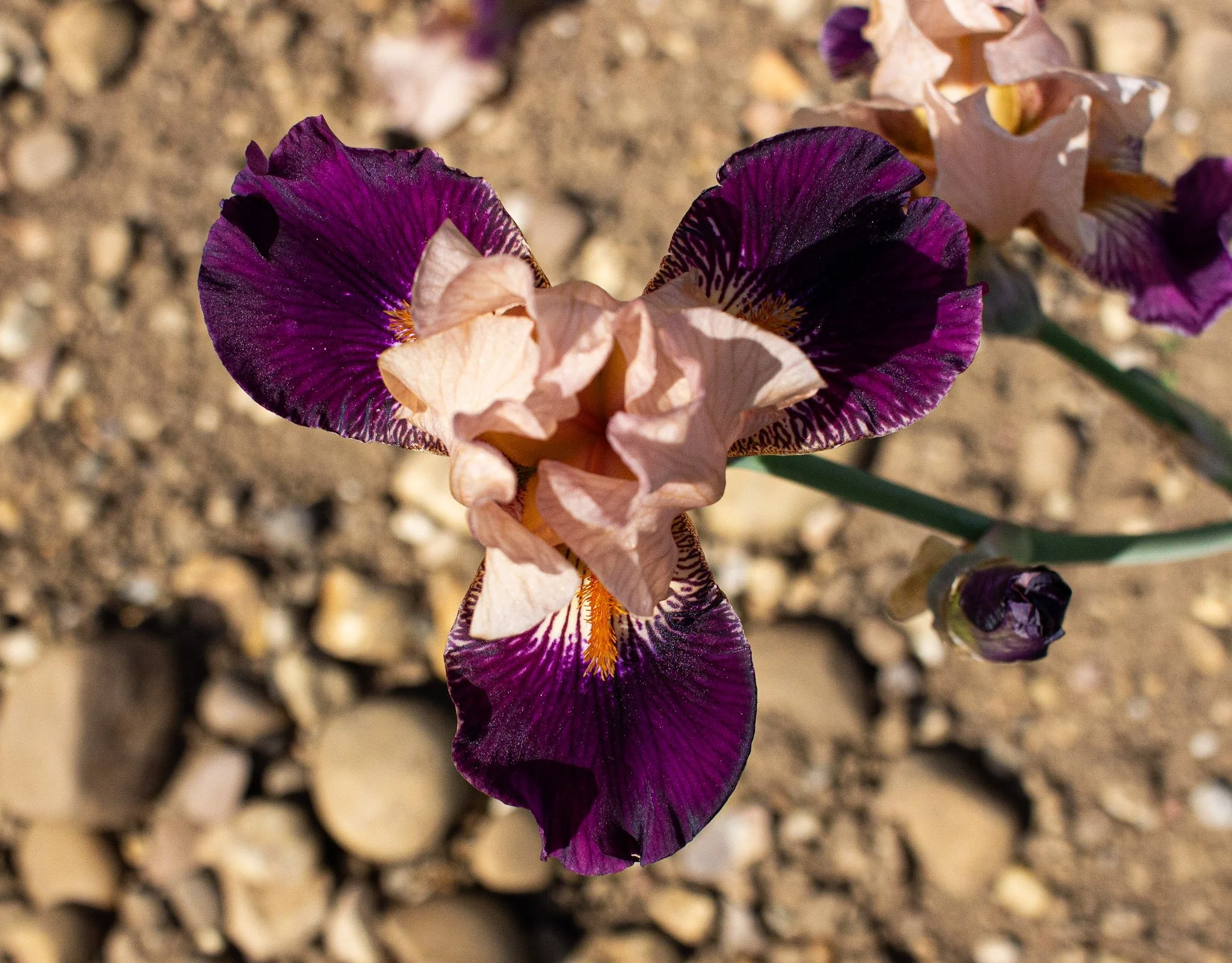 Foxy Ferret- Above.jpg