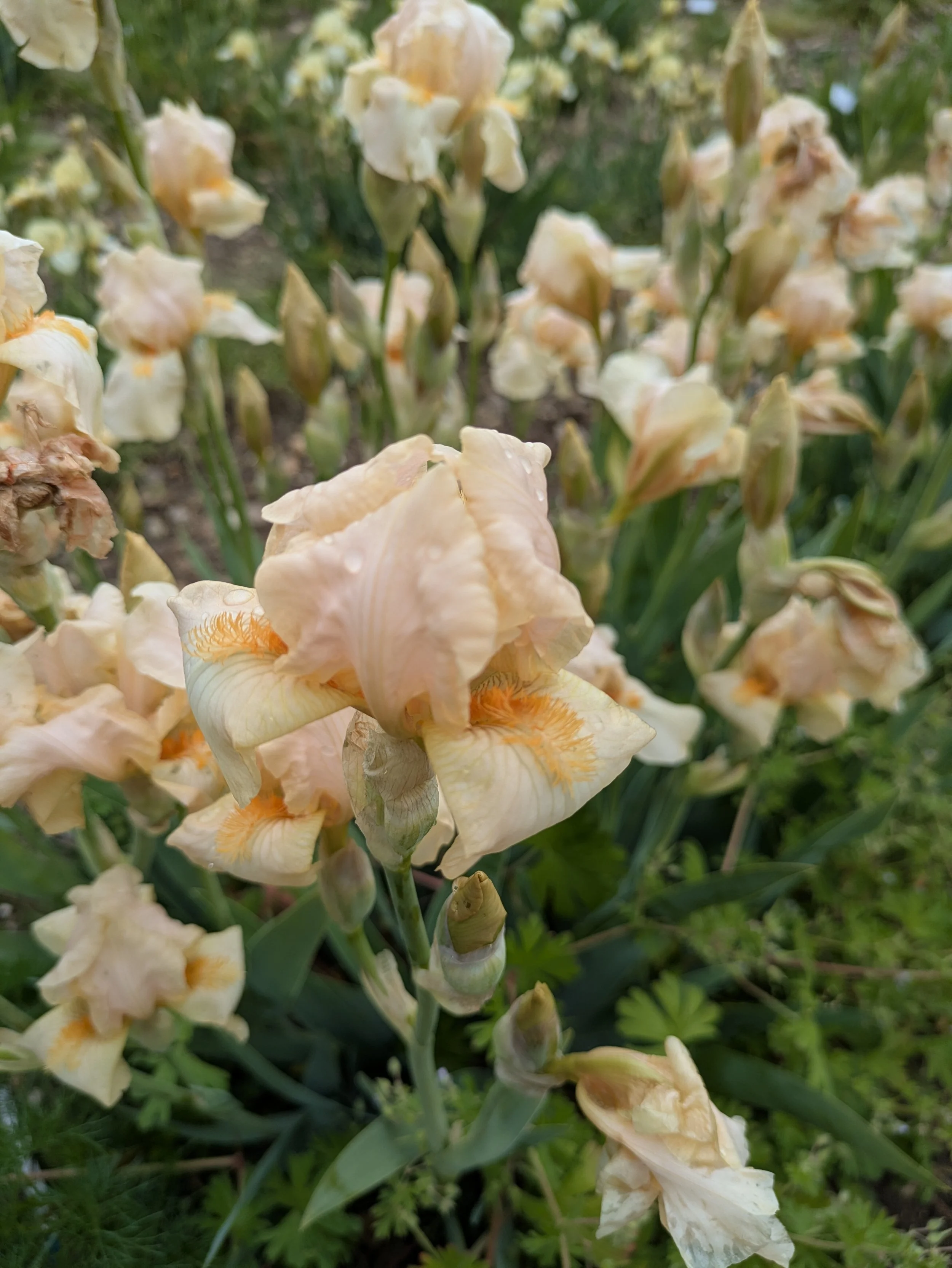 Spring Blush