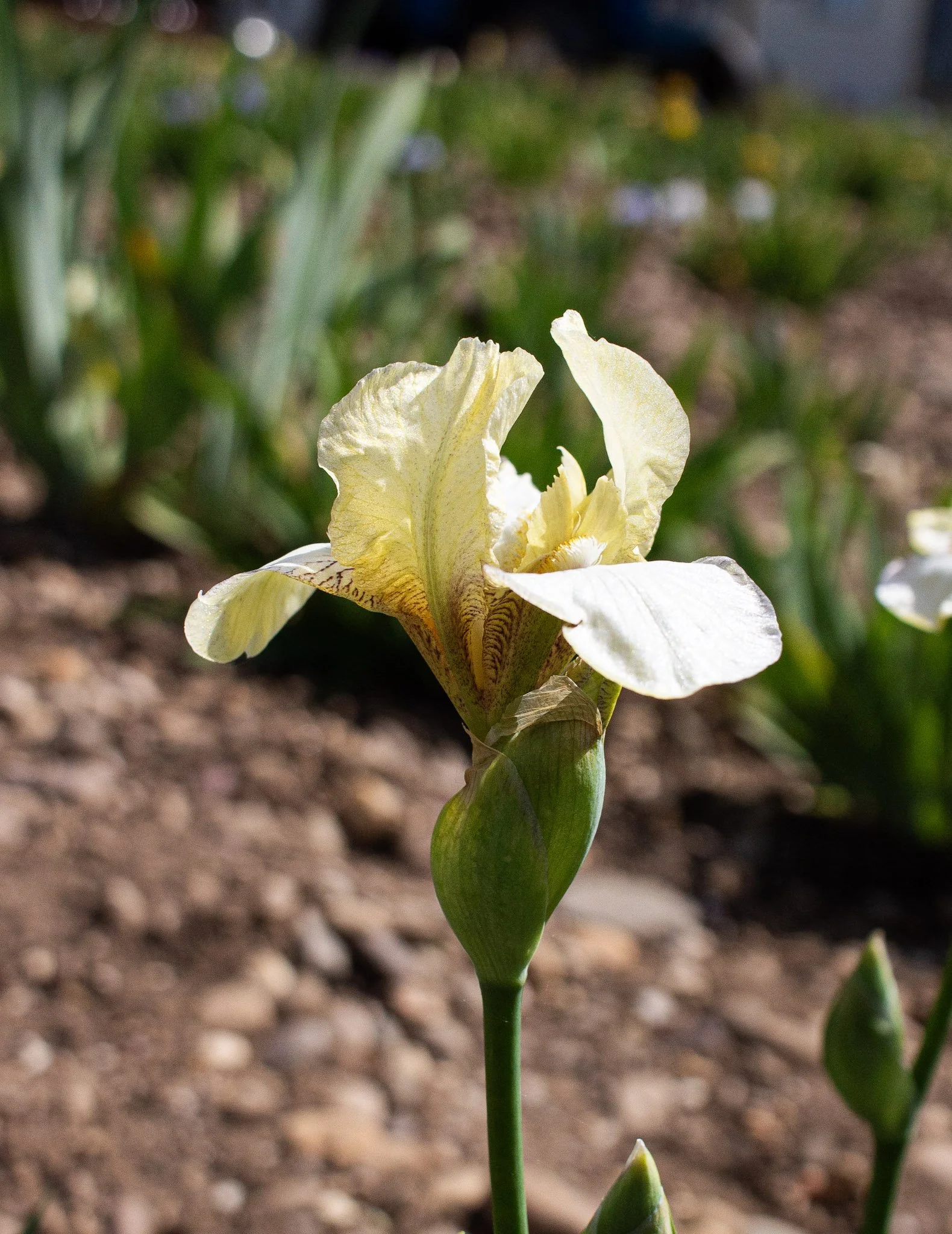 Bockingford- Side.jpg