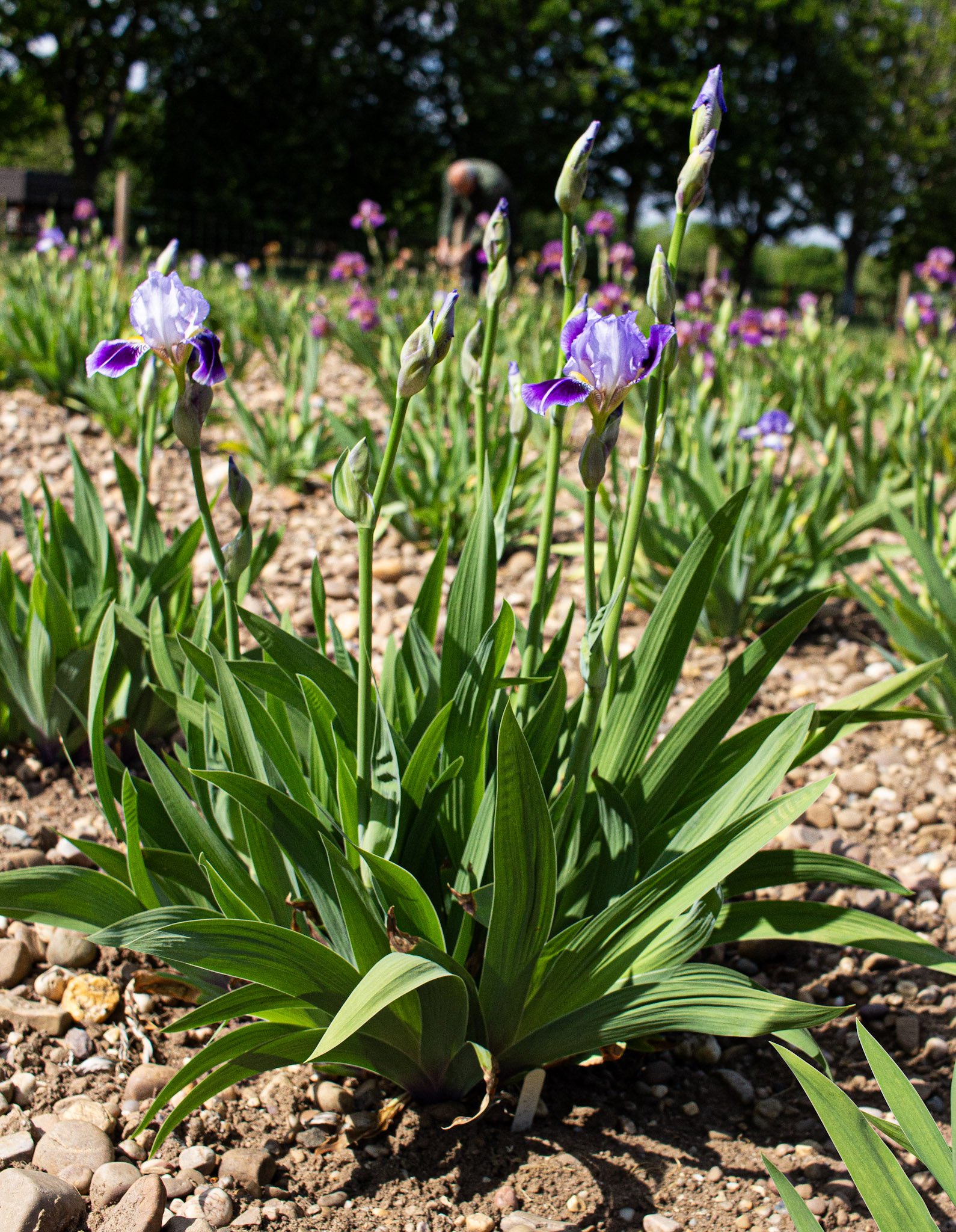 Dividing Line- Full.jpg