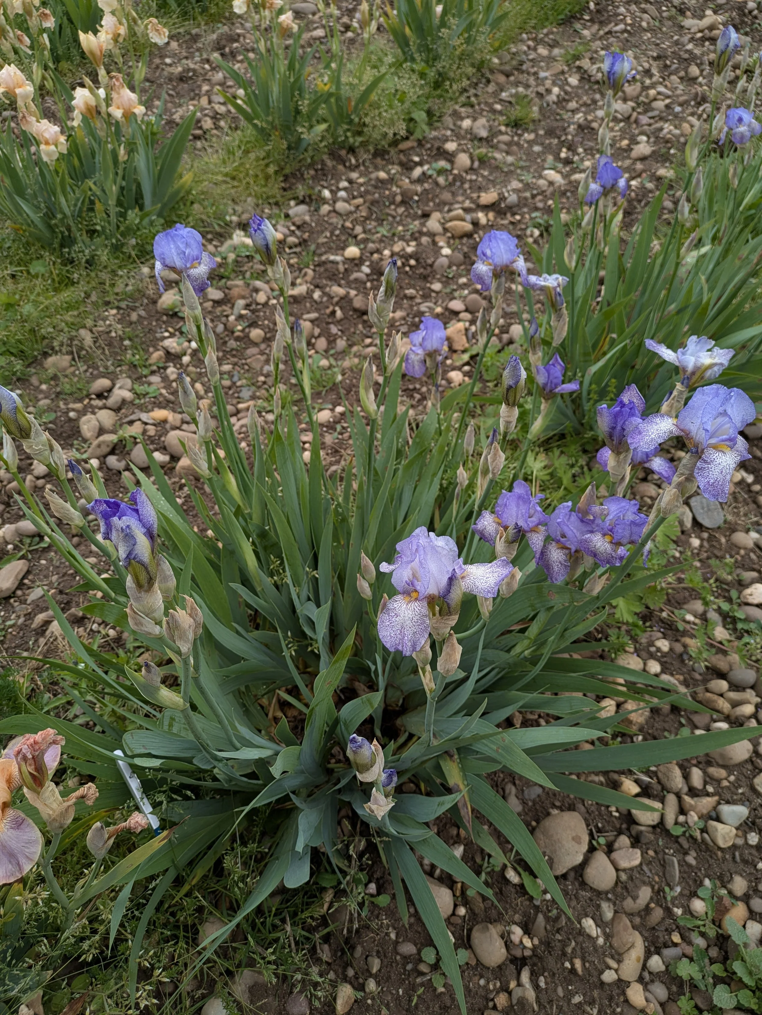 Speckled Spring - Wide.jpg