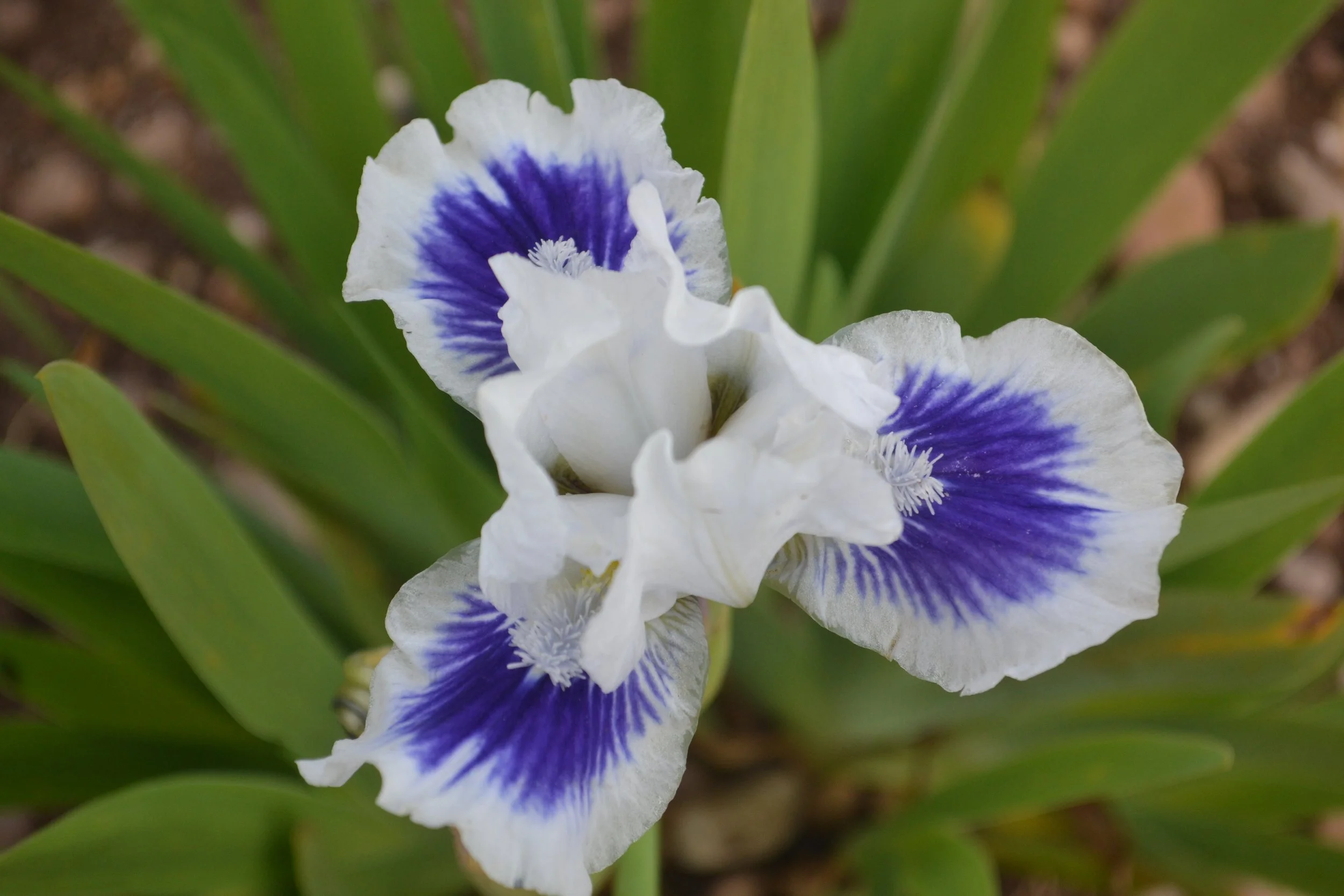 Standard Dwarf Bearded Iris