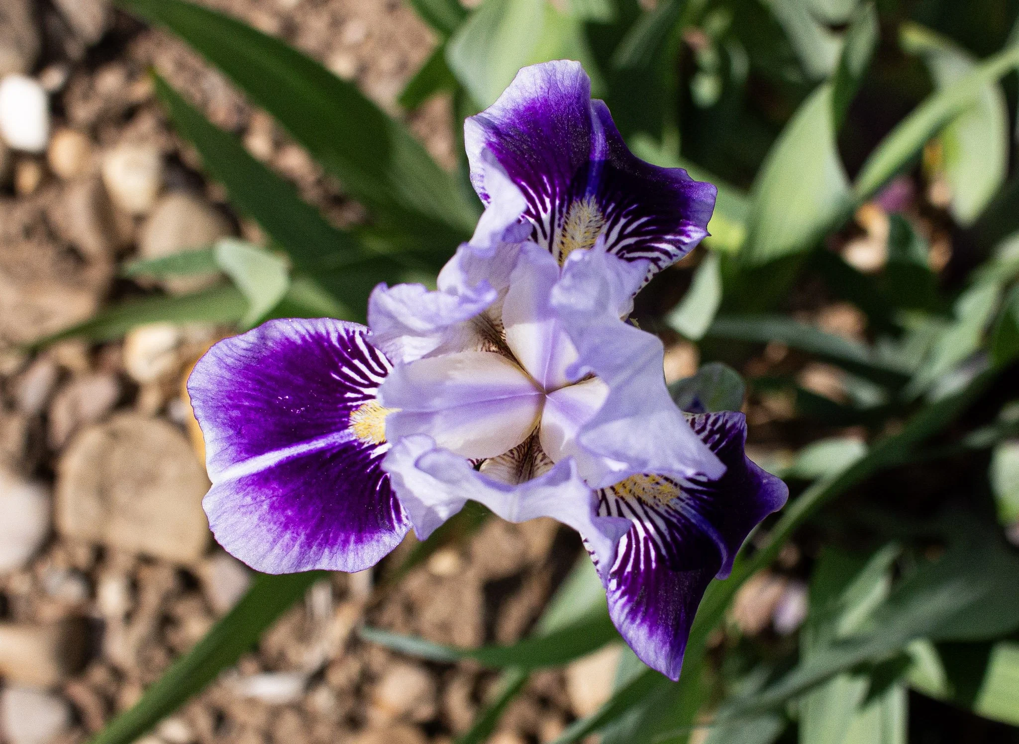 Dividing Line- Above.jpg