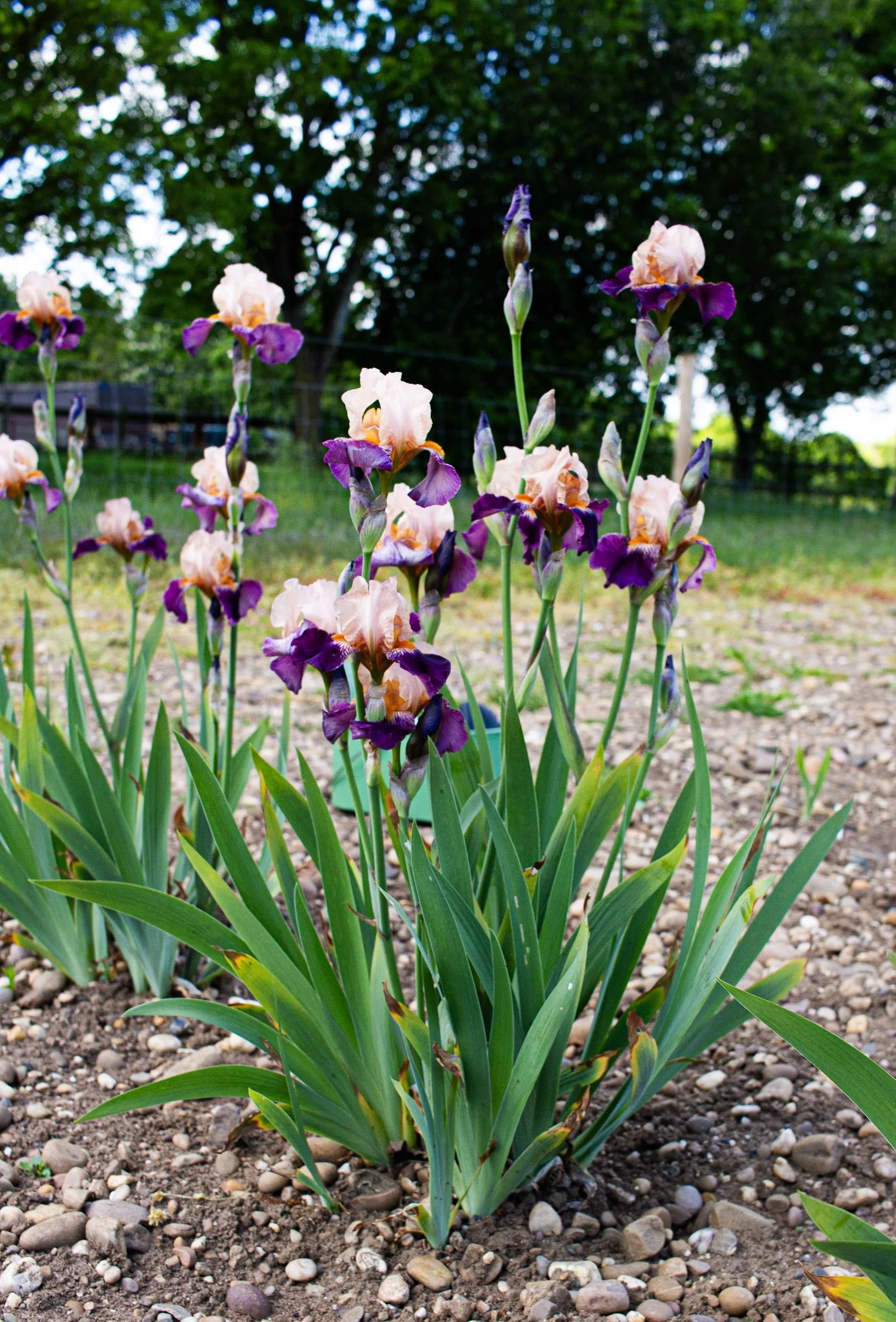 Foxy Ferret- Full.jpg