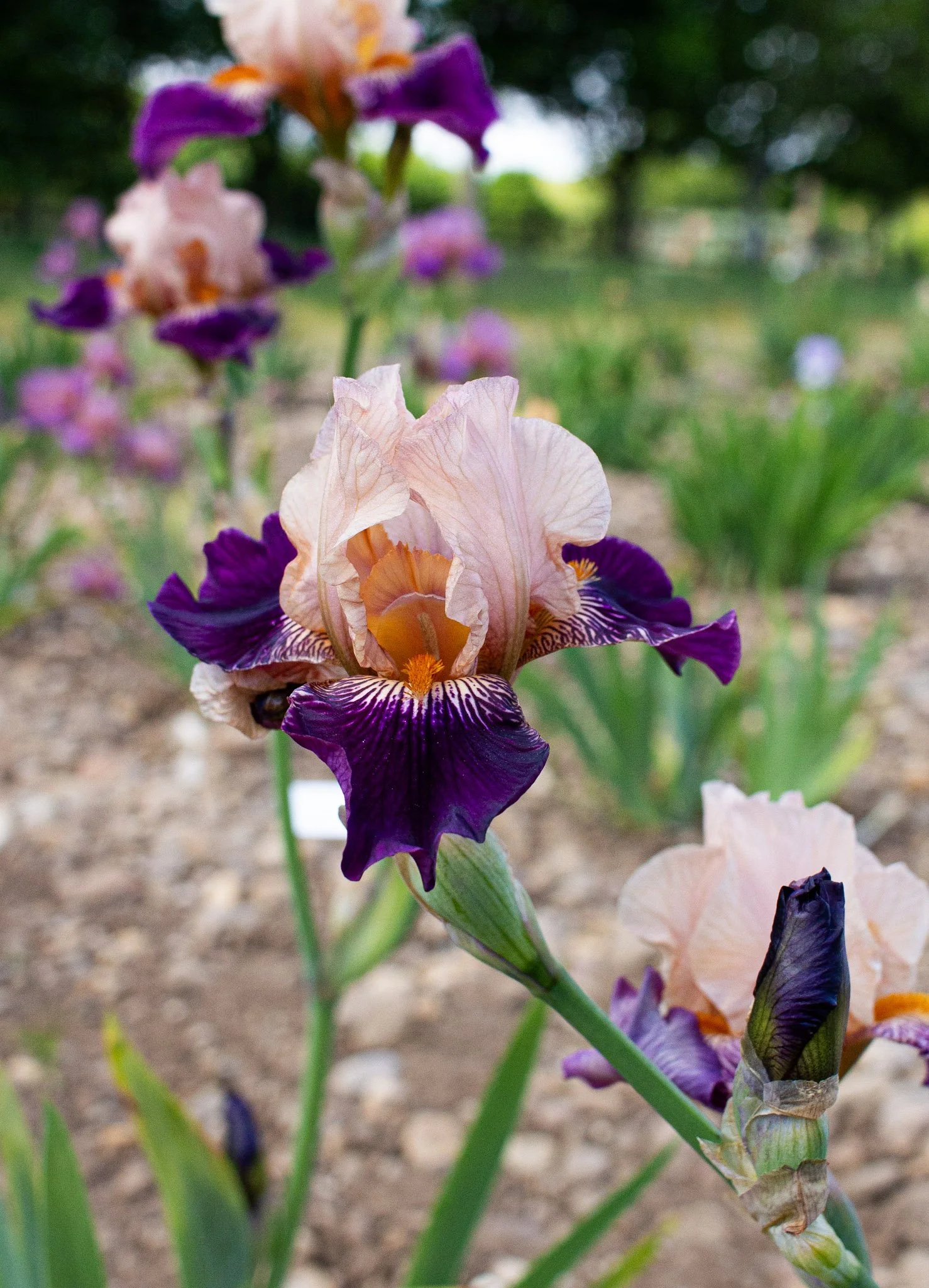 Foxy ferret- Side.jpg