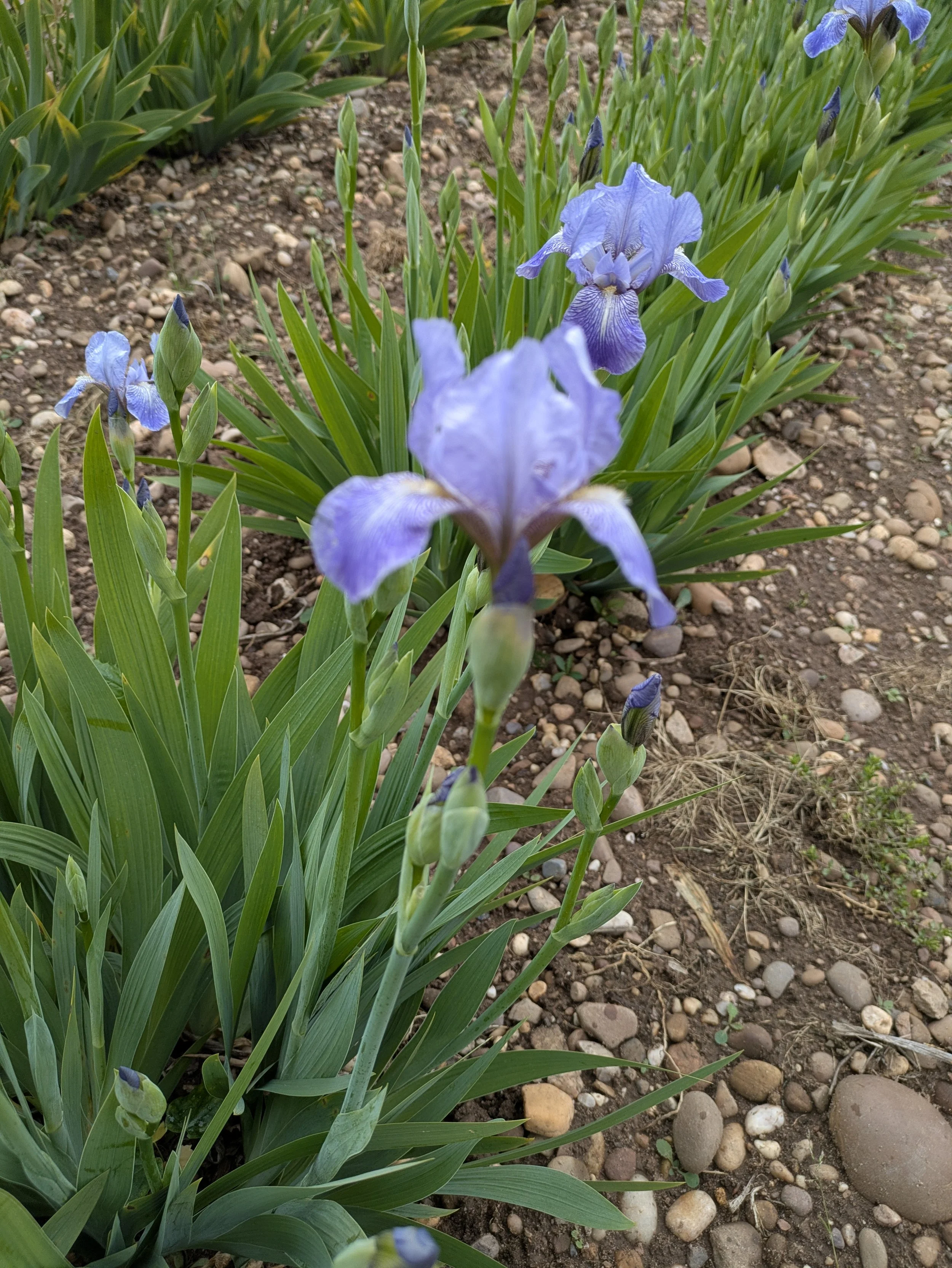 At Last My Blue - Wide.jpg