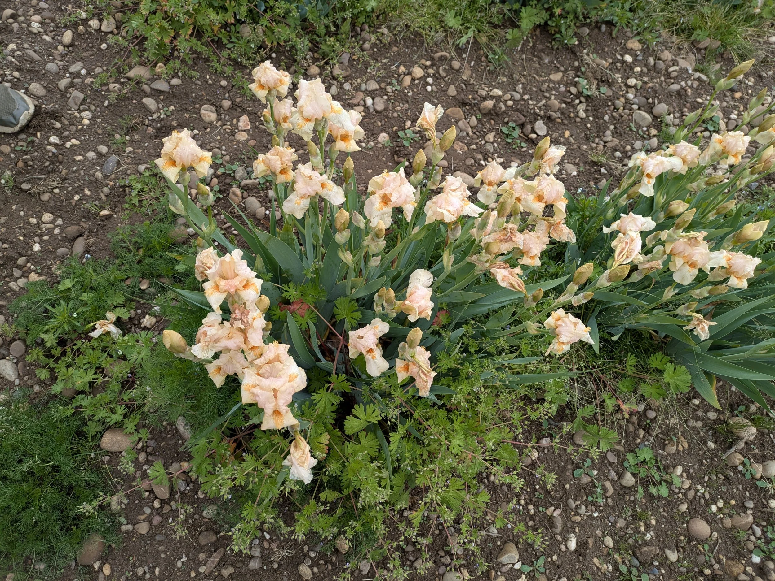 Spring Blush Wide.jpg